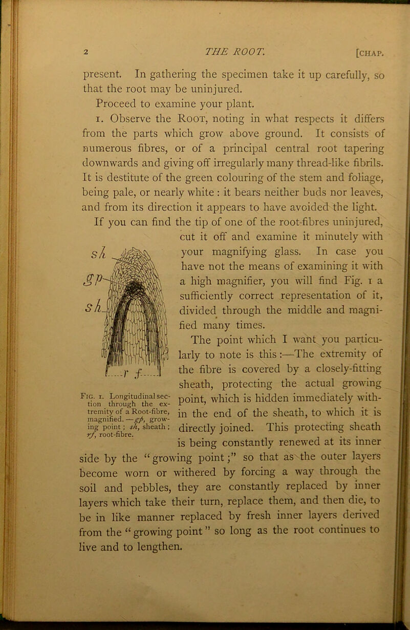 present. In gathering the specimen take it up carefully, so that the root may be uninjured. Proceed to examine your plant. i. Observe the Root, noting in what respects it differs from the parts which grow above ground. It consists of numerous fibres, or of a principal central root tapering downwards and giving off irregularly many thread-like fibrils. It is destitute of the green colouring of the stem and foliage, being pale, or nearly white : it bears neither buds nor leaves, and from its direction it appears to have avoided the light. the tip of one of the root-fibres uninjured, cut it off and examine it minutely with your magnifying glass. In case you have not the means of examining it with a high magnifier, you will find Fig. i a sufficiently correct representation of it, divided through the middle and magni- fied many times. The point which I want you particu- larly to note is this :—The extremity of the fibre is covered by a closely-fitting sheath, protecting the actual growing point, which is hidden immediately with- in the end of the sheath, to which it is directly joined. This protecting sheath is being constantly renewed at its inner side by the “growing point;” so that as the outer layers become worn or withered by forcing a way through the soil and pebbles, they are constantly replaced by inner layers which take their turn, replace them, and then die, to be in like manner replaced by fresh inner layers derived from the “ growing point ” so long as the root continues to live and to lengthen. If you can find Fig. i. Longitudinal sec- tion through the ex- tremity of a Root-fibre, magnified. —gp, grow- ing point ; sh, sheath ; rf, root-fibre.