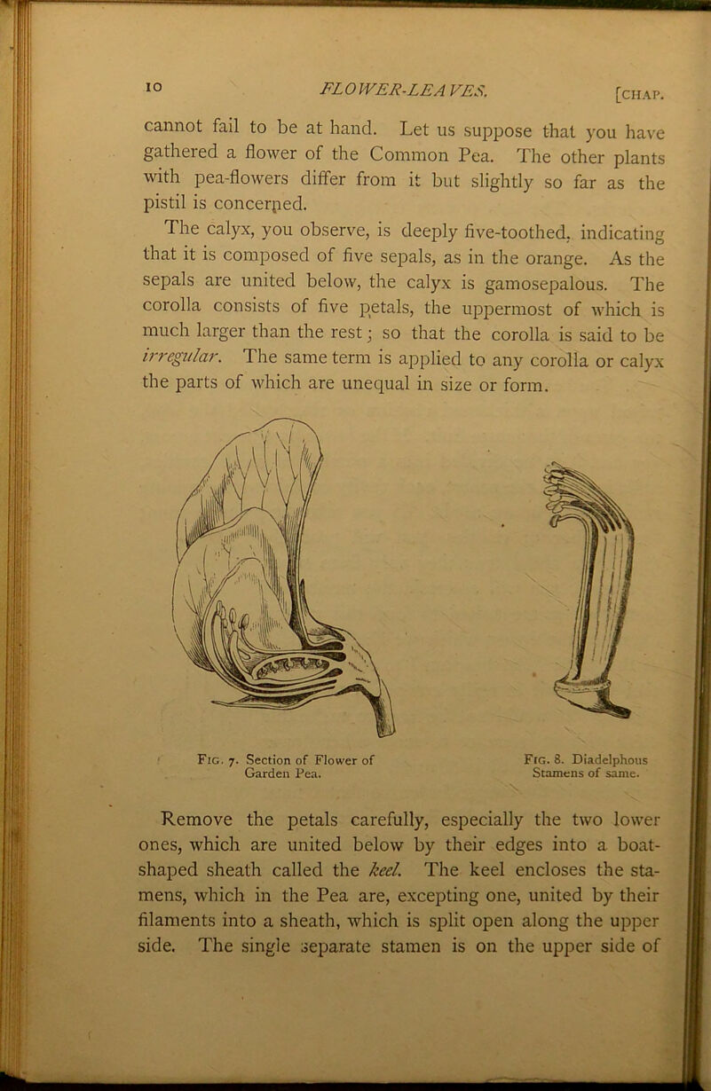 cannot fail to be at hand. Let us suppose that you have gatheied a flower of the Common Pea. The other plants with pea-flowers differ from it but slightly so far as the pistil is concerped. The calyx, you observe, is deeply five-toothed, indicating that it is composed of five sepals, as in the orange. As the sepals are united below, the calyx is gamosepalous. The corolla consists of five petals, the uppermost of which is much larger than the rest; so that the corolla is said to be irregular. The same term is applied to any corolla or calyx the parts of which are unequal in size or form. Remove the petals carefully, especially the two lower ones, which are united below by their edges into a boat- shaped sheath called the keel. The keel encloses the sta- mens, which in the Pea are, excepting one, united by their filaments into a sheath, which is split open along the upper side. The single separate stamen is on the upper side of Fig. 7. Section of Flower of Garden Pea. Fig. 8. Diadelphous Stamens of same.