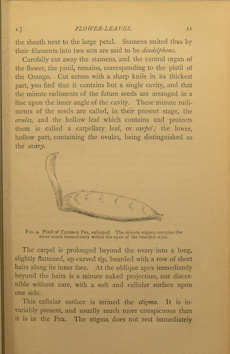 '•] the sheath next to the large petal. Stamens united thus by their filaments into two sets are said to be diadelphous. Carefully cut away the stamens, and the central organ of the flower, the pistil, remains, corresponding to the pistil of the Orange. Cut across with a sharp knife in its thickest part, you find that it contains but a single cavity, and that the minute rudiments of the future seeds are arranged in a line upon the inner angle of the cavity. These minute rudi- ments of the seeds are called, in their present stage, the ovules, and the hollow leaf which contains and protects them is called a carpellary leaf, or carpel; the lower, hollow part, containing the ovules, being distinguished as the ovary. Fig. q. Pistil of Common Pea, enlarged. The minute stigma occupies the outer notch immediately within the apex of the bearded style. The carpel is prolonged beyond the ovary into a long, slightly flattened, up-curved tip, bearded with a row of short hairs along its inner face. At the oblique apex immediately beyond the hairs is a minute naked projection, not discer- nible without care, with a soft and cellular surface upon one side. This cellular surface is termed the stigma. It is in- variably present, and usually much more conspicuous than it is in the Pea. The stigma does not rest immediately