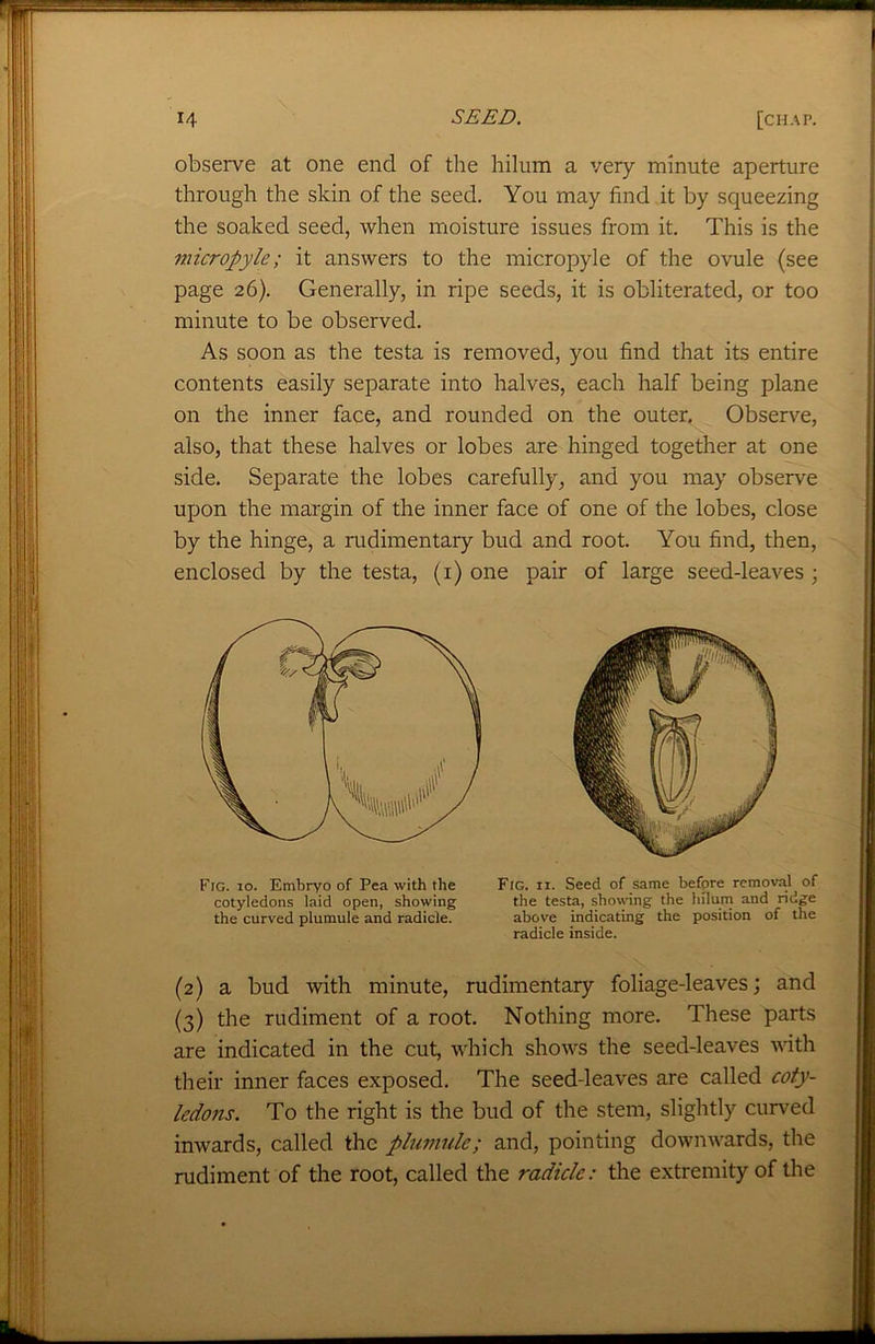 observe at one end of the hilum a very minute aperture through the skin of the seed. You may find it by squeezing the soaked seed, when moisture issues from it. This is the micropyle; it answers to the micropyle of the ovule (see page 26). Generally, in ripe seeds, it is obliterated, or too minute to be observed. As soon as the testa is removed, you find that its entire contents easily separate into halves, each half being plane on the inner face, and rounded on the outer. Observe, also, that these halves or lobes are hinged together at one side. Separate the lobes carefully, and you may observe upon the margin of the inner face of one of the lobes, close by the hinge, a rudimentary bud and root. You find, then, enclosed by the testa, (1) one pair of large seed-leaves; Fig. 10. Embryo of Pea with the Fig. ii. Seed of same before removal of (2) a bud with minute, rudimentary foliage-leaves; and (3) the rudiment of a root. Nothing more. These parts are indicated in the cut, which shows the seed-leaves with their inner faces exposed. The seed-leaves are called coty- ledons. To the right is the bud of the stem, slightly curved inwards, called the plumule; and, pointing downwards, the rudiment of the root, called the radicle: the extremity of the cotyledons laid open, showing the curved plumule and radicle. the testa, showing the hilum and ridge above indicating the position of the radicle inside.