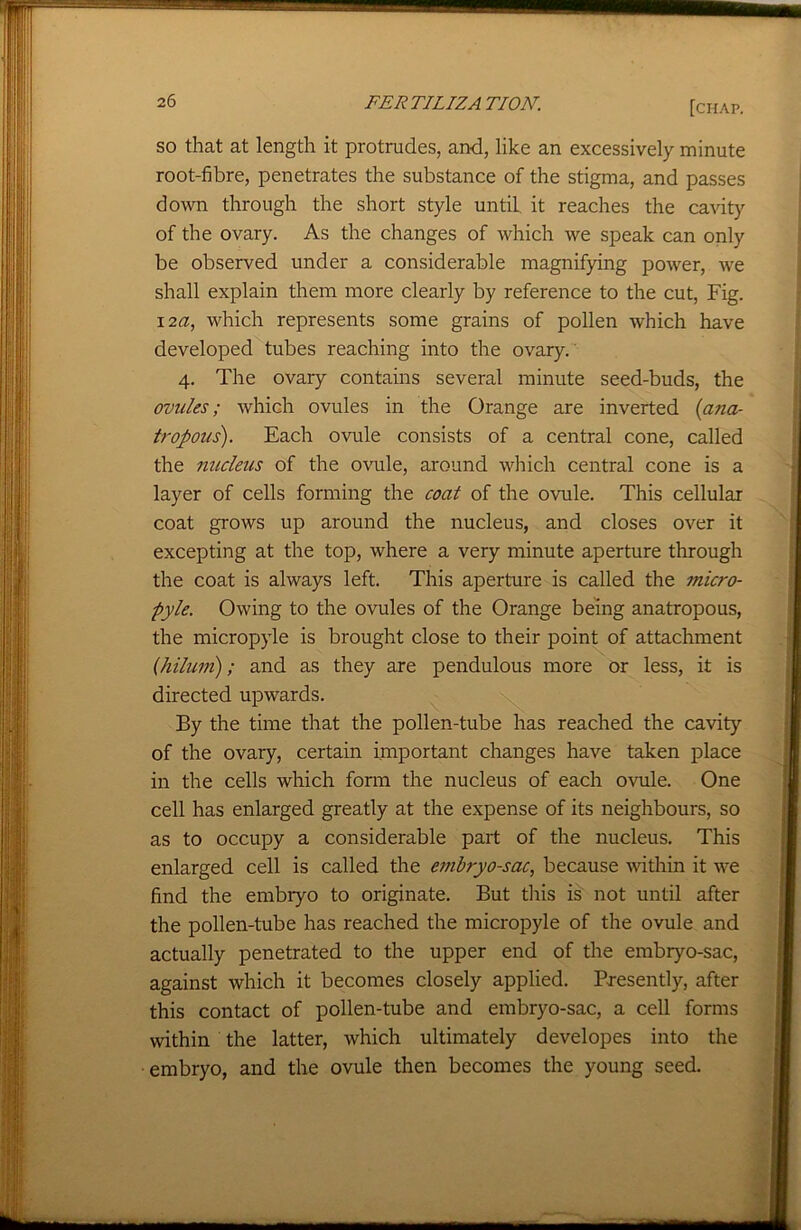 so that at length it protrudes, and, like an excessively minute root-fibre, penetrates the substance of the stigma, and passes down through the short style until it reaches the cavity of the ovary. As the changes of which we speak can only be observed under a considerable magnifying power, we shall explain them more clearly by reference to the cut, Fig. 12a, which represents some grains of pollen which have developed tubes reaching into the ovary. 4. The ovary contains several minute seed-buds, the ovules; which ovules in the Orange are inverted {ana- tropous). Each ovule consists of a central cone, called the nucleus of the ovule, around which central cone is a layer of cells forming the coat of the ovule. This cellular coat grows up around the nucleus, and closes over it excepting at the top, where a very minute aperture through the coat is always left. This aperture is called the micro- pyle. Owing to the ovules of the Orange being anatropous, the micropyle is brought close to their point of attachment (hilum); and as they are pendulous more or less, it is directed upwards. By the time that the pollen-tube has reached the cavity of the ovary, certain important changes have taken place in the cells which form the nucleus of each ovule. One cell has enlarged greatly at the expense of its neighbours, so as to occupy a considerable part of the nucleus. This enlarged cell is called the embryo-sac, because within it we find the embryo to originate. But this is not until after the pollen-tube has reached the micropyle of the ovule and actually penetrated to the upper end of the embryo-sac, against which it becomes closely applied. Presently, after this contact of pollen-tube and embryo-sac, a cell forms within the latter, which ultimately developes into the embryo, and the ovule then becomes the young seed.