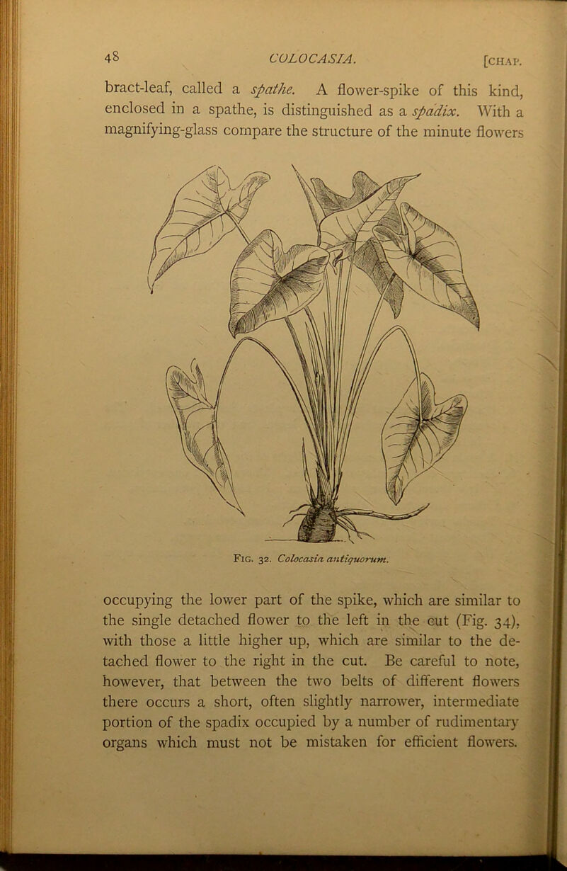 bract-leaf, called a spathe. A flower-spike of this kind, enclosed in a spathe, is distinguished as a spadix. With a magnifying-glass compare the structure of the minute flowers occupying the lower part of the spike, which are similar to the single detached flower to the left in the cut (Fig. 34), with those a little higher up, which are similar to the de- tached flower to the right in the cut. Be careful to note, however, that between the two belts of different flowers there occurs a short, often slightly narrower, intermediate portion of the spadix occupied by a number of rudimentary organs which must not be mistaken for efficient flowers.