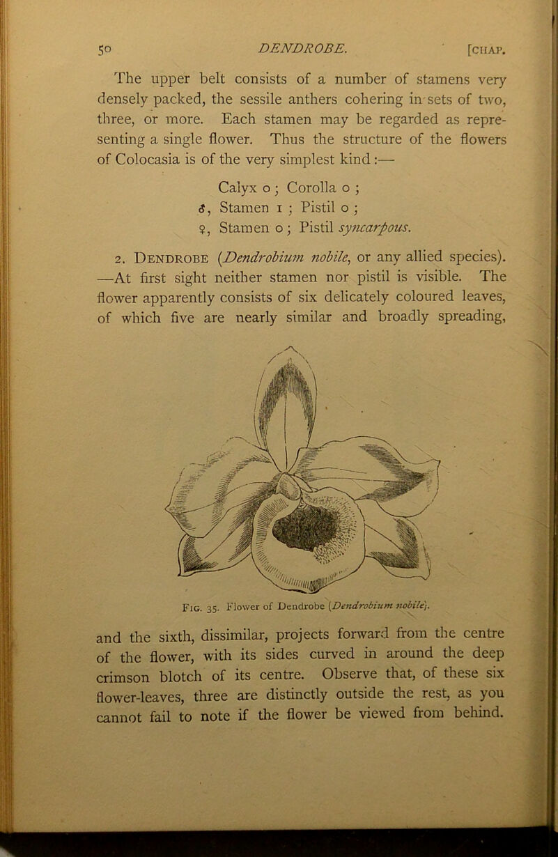 The upper belt consists of a number of stamens very densely packed, the sessile anthers cohering in-sets of two, three, or more. Each stamen may be regarded as repre- senting a single flower. Thus the structure of the flowers of Colocasia is of the very simplest kind :— Calyx o ; Corolla o ; <J, Stamen i ; Pistil o ; ?, Stamen o; Pistil syncarpous. 2. Dendrobe (Dendrobium nobile, or any allied species). —At first sight neither stamen nor pistil is visible. The flower apparently consists of six delicately coloured leaves, of which five are nearly similar and broadly spreading, Fig. 35. Flower of Dendrobe (Dendrobium nobile and the sixth, dissimilar, projects forward from the centre of the flower, with its sides curved in around the deep crimson blotch of its centre. Observe that, of these six flower-leaves, three are distinctly outside the rest, as you cannot fail to note if the flower be viewed from behind.