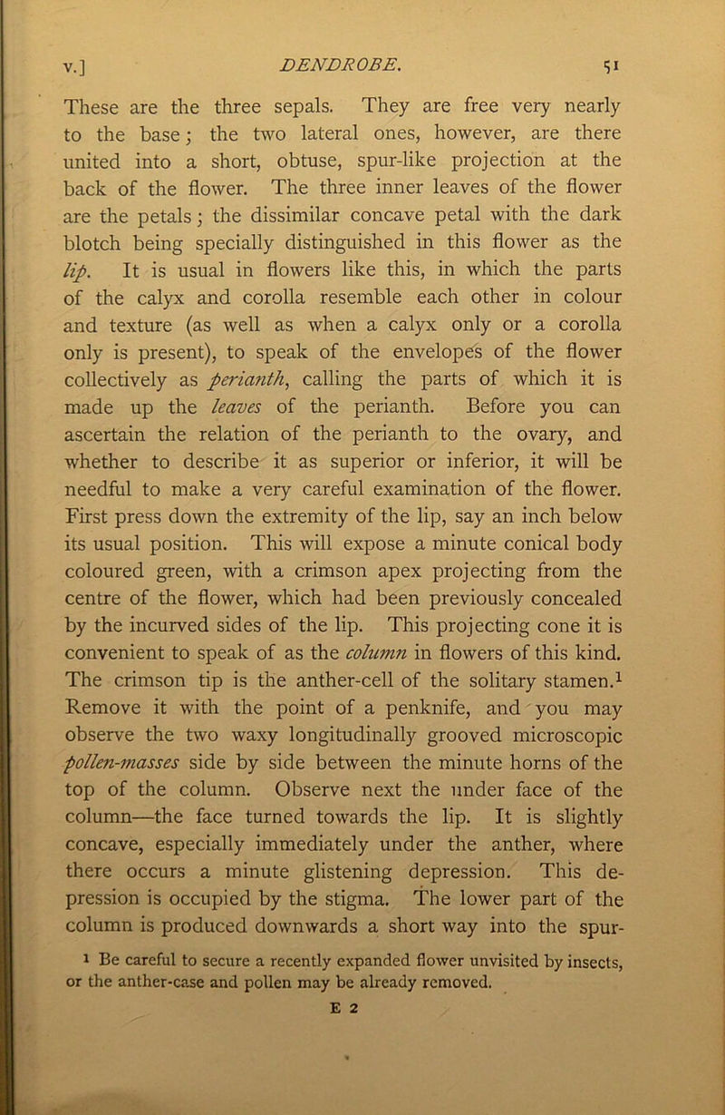 These are the three sepals. They are free very nearly to the base; the two lateral ones, however, are there united into a short, obtuse, spur-like projection at the back of the flower. The three inner leaves of the flower are the petals; the dissimilar concave petal with the dark blotch being specially distinguished in this flower as the lip. It is usual in flowers like this, in which the parts of the calyx and corolla resemble each other in colour and texture (as well as when a calyx only or a corolla only is present), to speak of the envelope's of the flower collectively as perianth, calling the parts of which it is made up the leaves of the perianth. Before you can ascertain the relation of the perianth to the ovary, and whether to describe it as superior or inferior, it will be needful to make a veiy careful examination of the flower. First press down the extremity of the lip, say an inch below its usual position. This will expose a minute conical body coloured green, with a crimson apex projecting from the centre of the flower, which had been previously concealed by the incurved sides of the lip. This projecting cone it is convenient to speak of as the column in flowers of this kind. The crimson tip is the anther-cell of the solitary stamen.1 Remove it with the point of a penknife, and you may observe the two waxy longitudinally grooved microscopic pollen-masses side by side between the minute horns of the top of the column. Observe next the under face of the column—the face turned towards the lip. It is slightly concave, especially immediately under the anther, where there occurs a minute glistening depression. This de- pression is occupied by the stigma. The lower part of the column is produced downwards a short way into the spur- i Be careful to secure a recently expanded flower unvisited by insects, or the anther-case and pollen may be already removed.