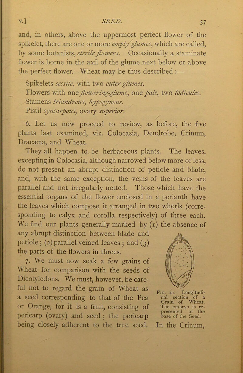 and, in others, above the uppermost perfect flower of the spikelet, there are one or more empty glumes, which are called, by some botanists, sterile flowers. Occasionally a staminate flower is borne in the axil of the glume next below or above the perfect flower. Wheat may be thus described :— Spikelets sessile, with two outer glumes. Flowers with one flowering-glume, one pale, two lodicules. Stamens triandrous, hypogynous. Pistil syncarpous, ovary superior. 6. Let us now proceed to review, as before, the five plants last examined, viz. Colocasia, Dendrobe, Crinum, Dracaena, and Wheat. They all happen to be herbaceous plants. The leaves, excepting in Colocasia, although narrowed below more or less, do not present an abrupt distinction of petiole and blade, and, with the same exception, the veins of the leaves are parallel and not irregularly netted. Those which have the essential organs of the flower enclosed in a perianth have the leaves Avhich compose it arranged in two whorls (corre- sponding to calyx and corolla respectively) of three each. We find our plants generally marked by (i) the absence of any abrupt distinction between blade and petiole; (2) parallel-veined leaves ; and (3) the parts of the flowers in threes. 7. We must now soak a few grains of Wheat for comparison with the seeds of Dicotyledons. We must, however, be care- ful not to regard the grain of Wheat as a seed corresponding to that of the Pea or Orange, for it is a fruit, consisting of pericarp (ovary) and seed ; the pericarp being closely adherent to the true seed. Fig. 41. Longitudi- nal section of a Grain of Wheat. The embryo is re- presented at the base of the Seed. In the Crinum,