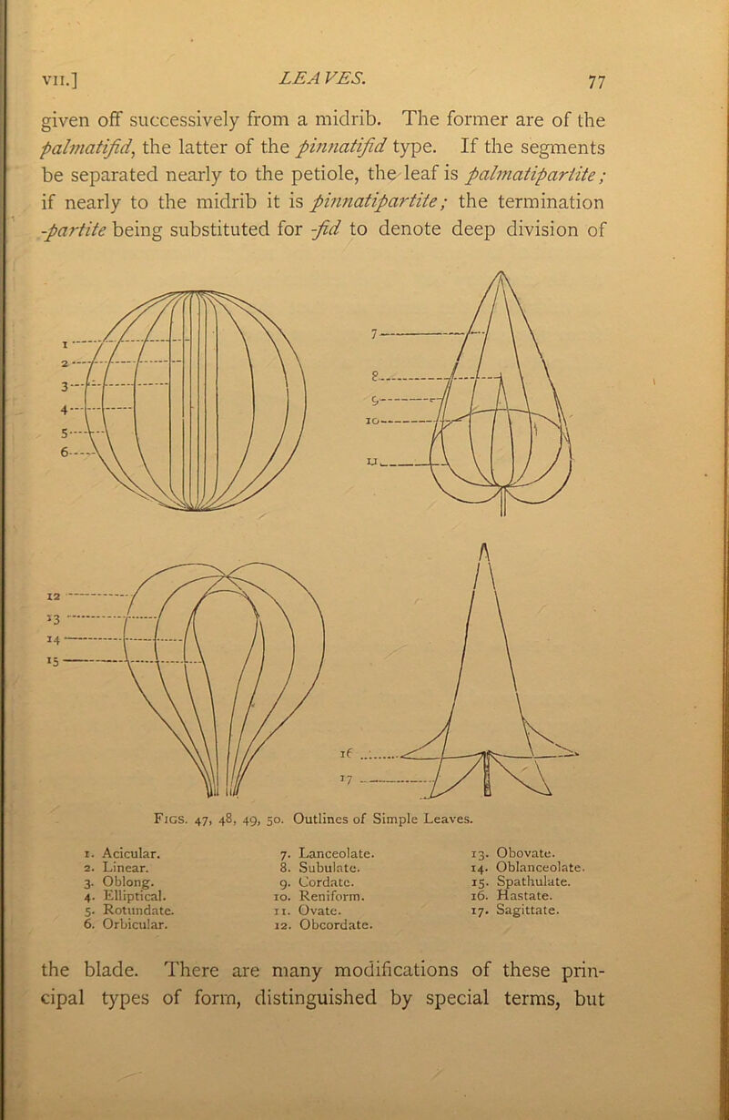 given off successively from a midrib. The former are of the palmatifid, the latter of the pinnatifid type. If the segments be separated nearly to the petiole, the leaf is palmatipariite; if nearly to the midrib it is pinnatipartite; the termination -partite being substituted for -fid to denote deep division of Figs. 47, 48, 49, 50. Outlines of Simple Leaves. 1. Acicular. 2. Linear. 3. Oblong. 4. Elliptical. 5. Rotundate. 6. Orbicular. 7. Lanceolate. 8. Subulate. 9. Cordate. 10. Reniform. 11. Ovate. 12. Obcordate. 13. Obovate. 14. Oblanceolate. 15. Spathulate. 16. Hastate. 17. Sagittate. the blade. There are many modifications of these prin- cipal types of form, distinguished by special terms, but