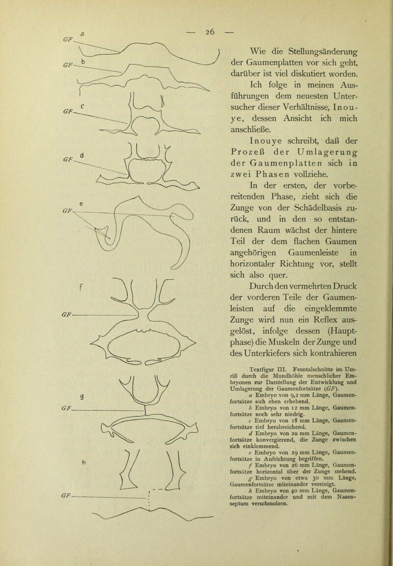 Wie die Stellungsänderung der Gaumenplatten vor sich geht, darüber ist viel diskutiert worden. Ich folge in meinen Aus- führungen dem neuesten Unter- sucher dieser Verhältnisse, Inou- ye, dessen Ansicht ich mich anschließe. Inouye schreibt, daß der Prozeß der Umlagerung der Gaumenplatten sich in zwei Phasen vollziehe. In der ersten, der vorbe- reitenden Phase, zieht sich die Zunge von der Schädelbasis zu- rück, und in den so entstan- denen Raum wächst der hintere Teil der dem flachen Gaumen angehörigen Gaumenleiste in horizontaler Richtung vor, stellt sich also quer. Durch den vermehrten Druck der vorderen Teile der Gaumen- leisten auf die eingeklemmte Zunge wird nun ein Reflex aus- gelöst, infolge dessen (Haupt- phase) die Muskeln der Zunge und des Unterkiefers sich kontrahieren Textfigur III. Frontalschnitte im Um- riß durch die Mundhöhle menschlicher Em- bryonen zur Darstellung der Entwicklung und Umlagerung der Gaumenfortsätze (GF). a Embryo von 9,2 mm Länge, Gaumen- fortsätze sich eben erhebend. b Embryo von 12 mm Länge, Gaumen- fortsätze noch sehr niedrig. c Embryo von 18 mm Länge, Gaumen- fortsätze tief herabreichend. d Embryo von 20 mm Länge, Gaumen- fortsätze konvergierend, die Zunge zwischen sich einklemmend. e Embryo von 29 mm Länge, Gaumen- fortsätze in Aufrichtung begriffen. f Embryo von 26 mm Länge, Gaumen- fortsätze horizontal über der Zunge stehend. g Embryo von etwa 30 mm Länge, Gaumenfortsätze miteinander vereinigt. h Embryo von 40 mm Länge, Gaumen- fortsätze miteinander und mit dem Nasen- septum verschmolzen.