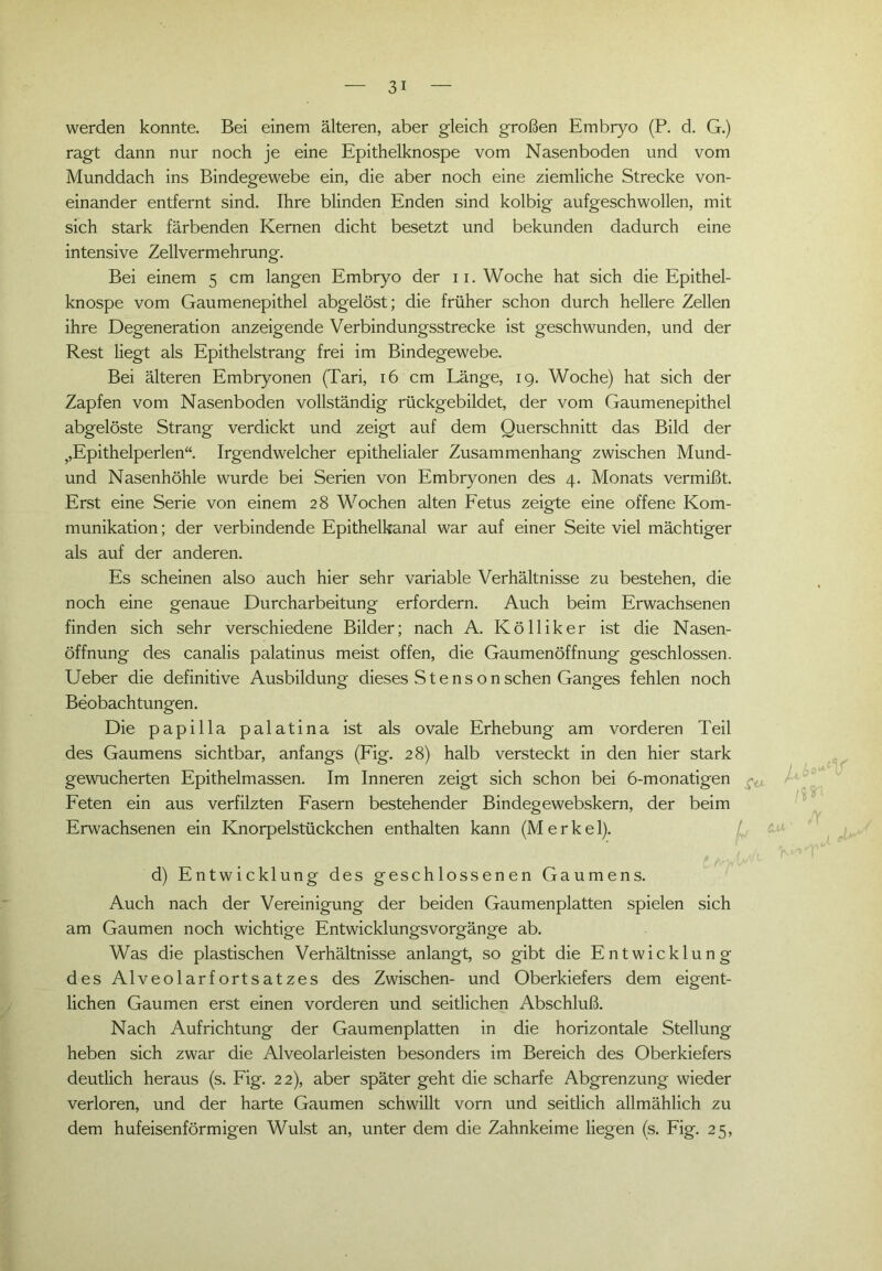 werden konnte. Bei einem älteren, aber gleich großen Embryo (P. d. G.) ragt dann nur noch je eine Epithelknospe vom Nasenboden und vom Munddach ins Bindegewebe ein, die aber noch eine ziemliche Strecke von- einander entfernt sind. Ihre blinden Enden sind kolbig aufgeschwollen, mit sich stark färbenden Kernen dicht besetzt und bekunden dadurch eine intensive Zellvermehrung. Bei einem 5 cm langen Embryo der 11. Woche hat sich die Epithel- knospe vom Gaumenepithel abgelöst; die früher schon durch hellere Zellen ihre Degeneration anzeigende Verbindungsstrecke ist geschwunden, und der Rest liegt als Epithelstrang frei im Bindegewebe. Bei älteren Embryonen (Tari, 16 cm Länge, 19. Woche) hat sich der Zapfen vom Nasenboden vollständig rückgebildet, der vom Gaumenepithel abgelöste Strang verdickt und zeigt auf dem Querschnitt das Bild der s,Epithelperlen“ Irgendwelcher epithelialer Zusammenhang zwischen Mund- und Nasenhöhle wurde bei Serien von Embryonen des 4. Monats vermißt. Erst eine Serie von einem 28 Wochen alten Fetus zeigte eine offene Kom- munikation ; der verbindende Epithelkanal war auf einer Seite viel mächtiger als auf der anderen. Es scheinen also auch hier sehr variable Verhältnisse zu bestehen, die noch eine genaue Durcharbeitung erfordern. Auch beim Erwachsenen finden sich sehr verschiedene Bilder; nach A. Kölliker ist die Nasen- öffnung des canalis palatinus meist offen, die Gaumenöffnung geschlossen. Ueber die definitive Ausbildung dieses S t e n s o n sehen Ganges fehlen noch Beobachtungen. Die papilla palatina ist als ovale Erhebung am vorderen Teil des Gaumens sichtbar, anfangs (Fig. 28) halb versteckt in den hier stark gewucherten Epithelmassen. Im Inneren zeigt sich schon bei 6-monatigen Feten ein aus verfilzten Fasern bestehender Bindegewebskern, der beim Erwachsenen ein Knorpelstückchen enthalten kann (Merkel). d) Entwicklung des geschlossenen Gaumens. Auch nach der Vereinigung der beiden Gaumenplatten spielen sich am Gaumen noch wichtige Entwicklungsvorgänge ab. Was die plastischen Verhältnisse anlangt, so gibt die Entwicklung des Alveolarfortsatzes des Zwischen- und Oberkiefers dem eigent- lichen Gaumen erst einen vorderen und seitlichen Abschluß. Nach Aufrichtung der Gaumenplatten in die horizontale Stellung heben sich zwar die Alveolarleisten besonders im Bereich des Oberkiefers deutlich heraus (s. Fig. 22), aber später geht die scharfe Abgrenzung wieder verloren, und der harte Gaumen schwillt vorn und seitlich allmählich zu dem hufeisenförmigen Wulst an, unter dem die Zahnkeime liegen (s. Fig. 25,