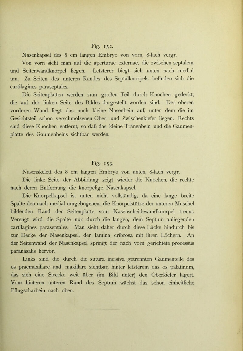 Nasenkapsel des 8 cm langen Embryo von vorn, 8-fach vergr. Von vorn sieht man auf die aperturae externae, die zwischen septalem und Seitenwandknorpel liegen. Letzterer biegt sich unten nach medial um. Zu Seiten des unteren Randes des Septalknorpels befinden sich die cartilagines paraseptales. Die Seitenplatten werden zum großen Teil durch Knochen gedeckt, die auf der linken Seite des Bildes dargestellt worden sind. Der oberen vorderen Wand liegt das noch kleine Nasenbein auf, unter dem die im Gesichtsteil schon verschmolzenen Ober- und Zwischenkiefer liegen. Rechts sind diese Knochen entfernt, so daß das kleine Tränenbein und die Gaumen- platte des Gaumenbeins sichtbar werden. Fig. 153- Nasenskelett des 8 cm langen Embryo von unten, 8-fach vergr. Die linke Seite der Abbildung zeigt wieder die Knochen, die rechte nach deren Entfernung die knorpelige Nasenkapsel. Die Knorpelkapsel ist unten nicht vollständig, da eine lange breite Spalte den nach medial umgebogenen, die Knorpelstütze der unteren Muschel bildenden Rand der Seitenplatte vom Nasenscheidewandknorpel trennt. Verengt wird die Spalte nur durch die langen, dem Septum anliegenden cartilagines paraseptales. Man sieht daher durch diese Lücke hindurch bis zur Decke der Nasenkapsel, der lamina cribrosa mit ihren Löchern. An der Seiten wand der Nasenkapsel springt der nach vorn gerichtete processus paranasalis hervor. Links sind die durch die sutura incisiva getrennten Gaumenteile des os praemaxillare und maxillare sichtbar, hinter letzterem das os palatinum, das sich eine Strecke weit über (im Bild unter) den Oberkiefer lagert. Vom hinteren unteren Rand des Septum wächst das schon einheitliche Pflugscharbein nach oben.