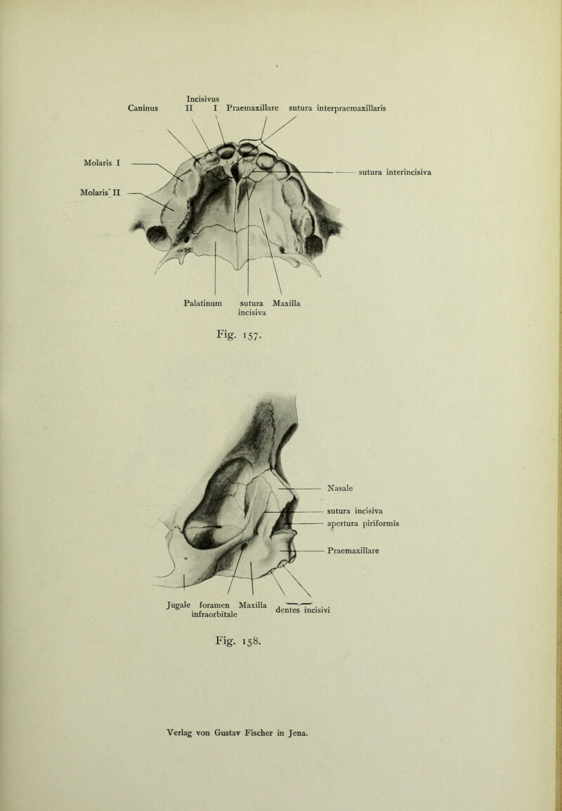 Incisivus Caninus II I Praemaxillare sutura interpraemaxillaris Molaris I Molaris' II Palatinum sutura Maxilla incisiva sutura interincisiva Fig. 157. Nasale sutura incisiva apertura piriformis Praemaxillare Jugale foramen Maxilla , ' . . . infraorbitale dentes mcisivi Fig. 158.