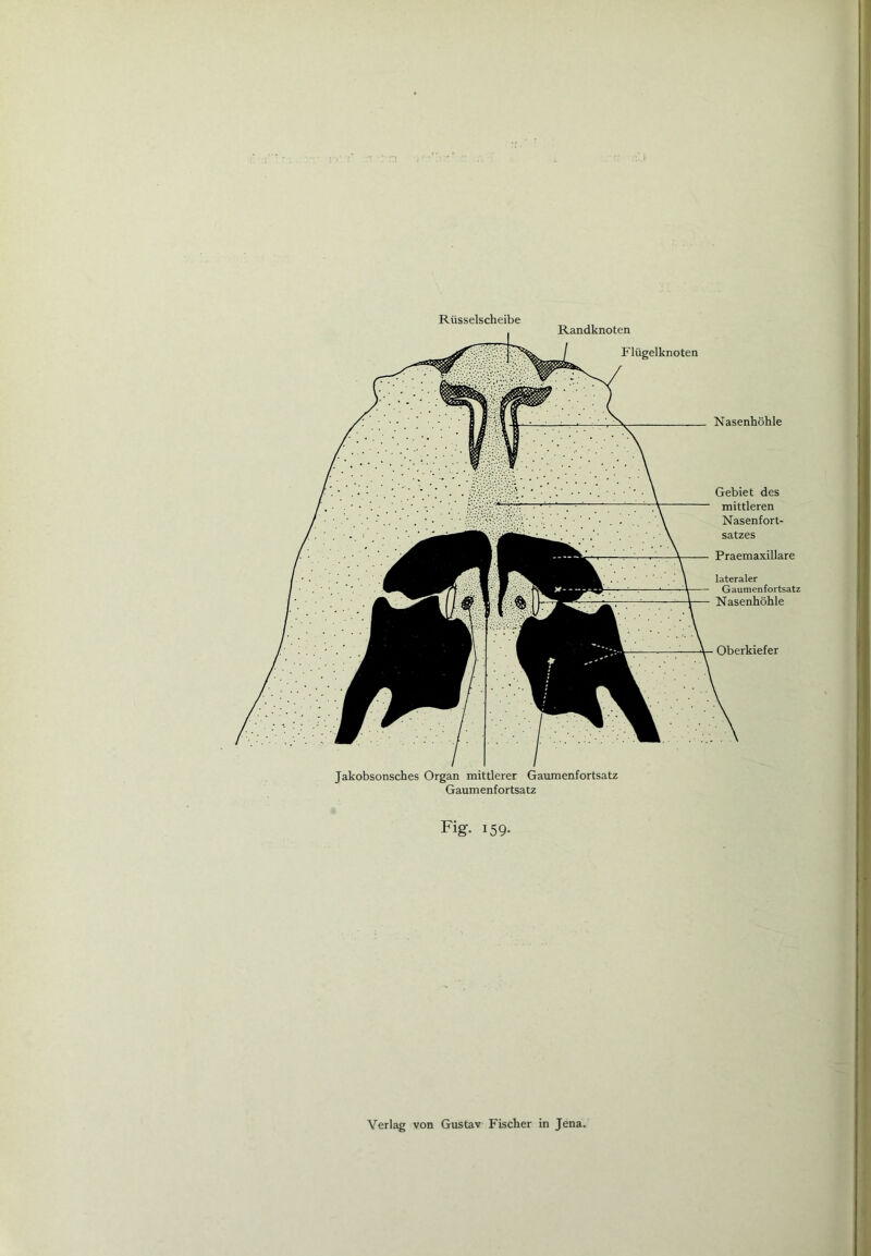 Rüsselscheibe Randknoten Flügelknoten Nasenhöhle Praemaxillare lateraler Gaumenfortsatz Nasenhöhle Jakobsonsches Organ mittlerer Gaumenfortsatz Gaumenfortsatz Fig. i59-