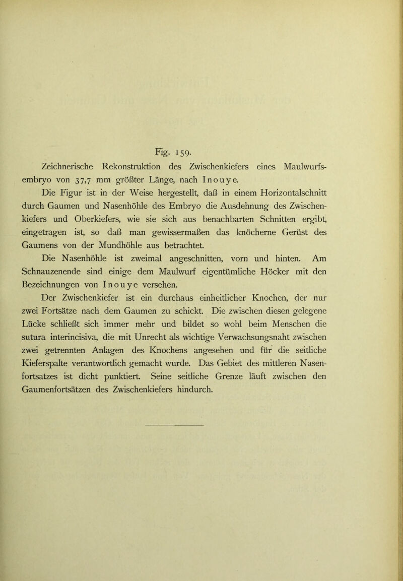 Zeichnerische Rekonstruktion des Zwischenkiefers eines Maulwurfs- embryo von 37,7 mm größter Länge, nach Inouye. Die Figur ist in der Weise hergestellt, daß in einem Horizontalschnitt durch Gaumen und Nasenhöhle des Embryo die Ausdehnung des Zwischen- kiefers und Oberkiefers, wie sie sich aus benachbarten Schnitten ergibt, eingetragen ist, so daß man gewissermaßen das knöcherne Gerüst des Gaumens von der Mundhöhle aus betrachtet. Die Nasenhöhle ist zweimal angeschnitten, vorn und hinten. Am Schnauzenende sind einige dem Maulwurf eigentümliche Höcker mit den Bezeichnungen von Inouye versehen. Der Zwischenkiefer ist ein durchaus einheitlicher Knochen, der nur zwei Fortsätze nach dem Gaumen zu schickt. Die zwischen diesen gelegene Lücke schließt sich immer mehr und bildet so wohl beim Menschen die sutura interincisiva, die mit Unrecht als wichtige Verwachsungsnaht zwischen zwei getrennten Anlagen des Knochens angesehen und für die seitliche Kieferspalte verantwortlich gemacht wurde. Das Gebiet des mittleren Nasen- fortsatzes ist dicht punktiert. Seine seitliche Grenze läuft zwischen den Gaumenfortsätzen des Zwischenkiefers hindurch.