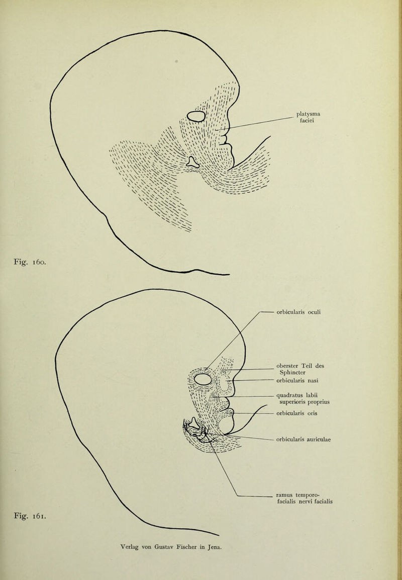 platysma faciei Fig. 16o. Fig. 161. orbicularis oculi oberster Teil des Sphincter orbicularis nasi quadratus labii superioris proprius orbicularis oris orbicularis auriculae ramus temporo- facialis nervi facialis