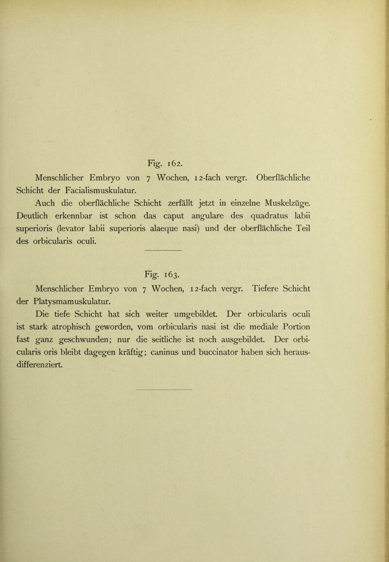 Menschlicher Embryo von 7 Wochen, 12-fach vergr. Oberflächliche Schicht der Facialismuskulatur. Auch die oberflächliche Schicht zerfällt jetzt in einzelne Muskelzüge. Deutlich erkennbar ist schon das caput angulare des quadratus labii superioris (levator labii superioris alaeque nasi) und der oberflächliche Teil des orbicularis oculi. Fig. 163. Menschlicher Embryo von 7 Wochen, 12-fach vergr. Tiefere Schicht der Platysmamuskulatur. Die tiefe Schicht hat sich weiter umgebildet. Der orbicularis oculi ist stark atrophisch geworden, vom orbicularis nasi ist die mediale Portion fast ganz geschwunden; nur die seitliche ist noch ausgebildet. Der orbi- cularis oris bleibt dagegen kräftig; caninus und buccinator haben sich heraus- differenziert.