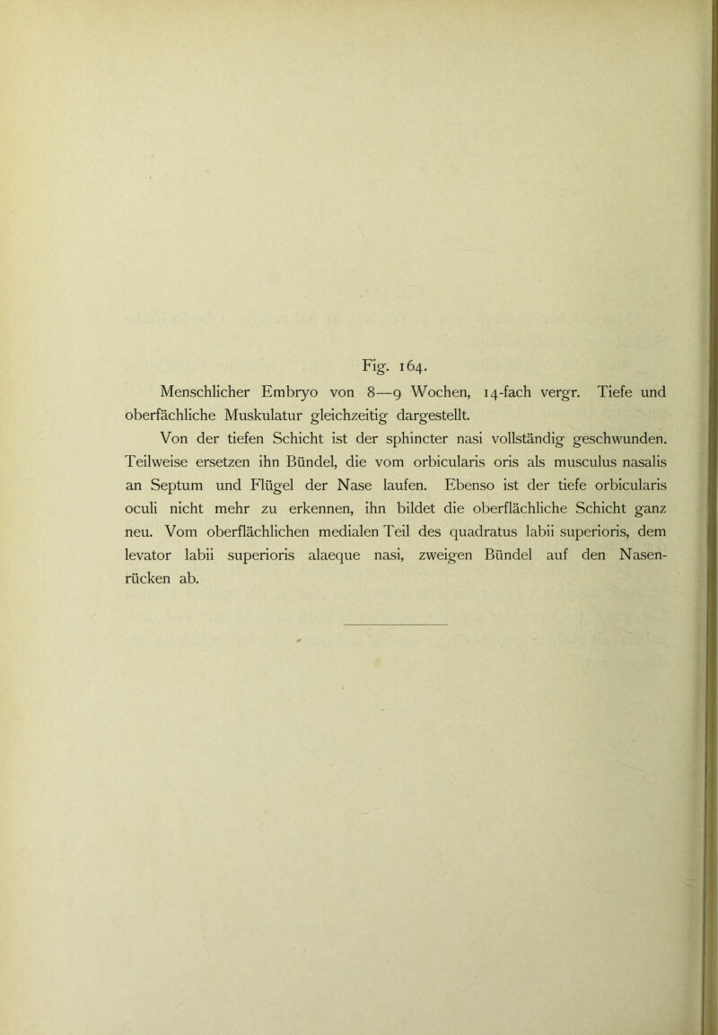 Fig. 164. Menschlicher Embryo von 8—9 Wochen, 14-fach vergr. Tiefe und oberfächliche Muskulatur gleichzeitig dargestellt. Von der tiefen Schicht ist der sphincter nasi vollständig geschwunden. Teilweise ersetzen ihn Bündel, die vom orbicularis oris als musculus nasalis an Septum und Flügel der Nase laufen. Ebenso ist der tiefe orbicularis oculi nicht mehr zu erkennen, ihn bildet die oberflächliche Schicht ganz neu. Vom oberflächlichen medialen Teil des quadratus labii superioris, dem levator labii superioris alaeque nasi, zweigen Bündel auf den Nasen- rücken ab.