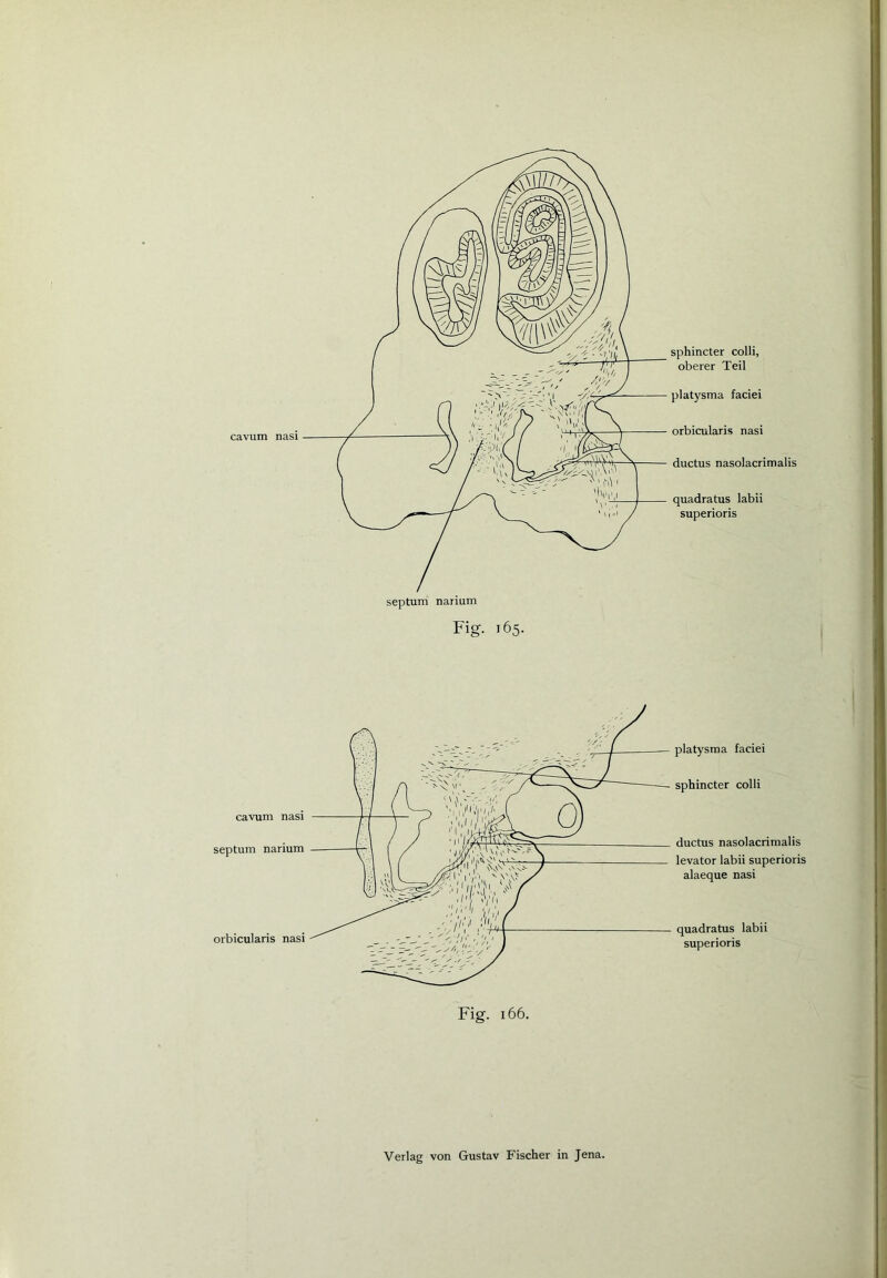 sphincter colli, oberer Teil platysma faciei orbicularis nasi ductus nasolacrimalis quadratus labii superioris septum narium Fi g. 165. cavum nasi septum narium orbicularis nasi Fig. 166.