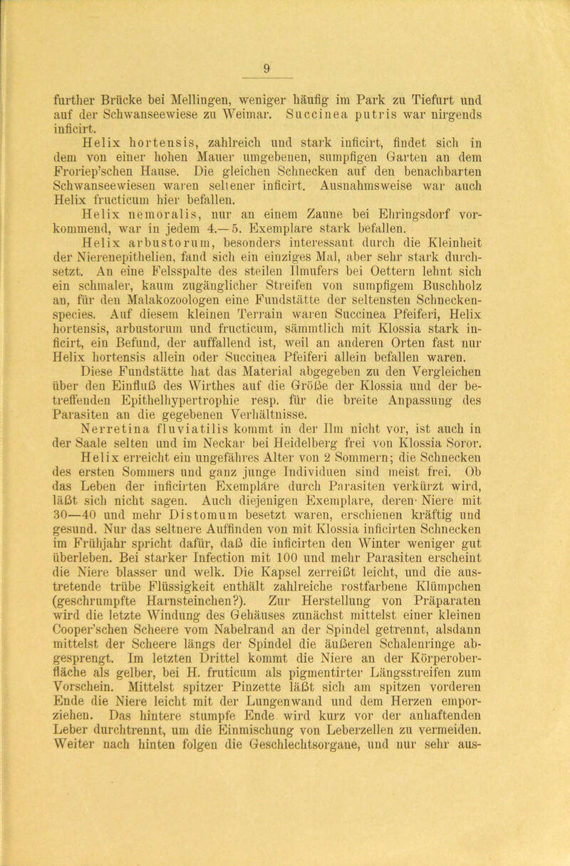 further Brücke bei Mellingen, weniger häufig im Park zu Tiefurt und auf der Schwanseewiese zu Weimar. Succinea putris war nirgends inficirt. Helix hortensis, zahlreich und stark inficirt, findet sich in dem von einer hohen Mauer umgebenen, sumpfigen Garten an dem Froriep’schen Hause. Die gleicheu Schnecken auf den benachbarten Schwanseewieseu waren seltener inficirt. Ausnahmsweise war auch Helix fructicum hier befallen. Helix nemoralis, nur an einem Zaune bei Ehringsdorf vor- kommeud, war in jedem 4.-5. Exemplare stark befallen. Helix arbustorum, besonders interessant durch die Kleinheit der Nierenepithelien, fand sich ein eiuziges Mal, aber sehr stark durch- setzt. An eine Felsspalte des steilen Ilmufers bei Oettern lehnt sich ein schmaler, kaum zugänglicher Streifen von sumpfigem Buschholz an, für den Malakozoologen eine Fundstätte der seltensten Schnecken- species. Auf diesem kleinen Terrain waren Succinea Pfeiferi, Helix hortensis, arbustorum und fructicum, sämmtlich mit Klossia stark in- ficirt, ein Befund, der auffallend ist, weil an anderen Orten fast nur Helix hortensis allein oder Succinea Pfeiferi allein befallen waren. Diese Fundstätte hat das Material abgegeben zu den Vergleichen über den Einfluß des Wirthes auf die Größe der Klossia und der be- treffenden Epithelhypertrophie resp. für die breite Anpassung des Parasiten au die gegebenen Verhältnisse. Nerretina fluviatilis kommt in der Ilm nicht vor, ist auch in der Saale selten und im Neckar bei Heidelberg frei von Klossia Soror. Helix erreicht ein ungefähres Alter von 2 Sommern; die Schnecken des ersten Sommers und ganz junge Individuen sind meist frei. Ob das Leben der iuficirten Exempläre durch Parasiten verkürzt wird, läßt sich nicht sagen. Auch diejenigen Exemplare, deren- Niere mit 30—40 und mehr Distomum besetzt waren, erschienen kräftig und gesund. Nur das seltnere Auffinden von mit Klossia inficirten Schnecken im Frühjahr spricht dafür, daß die inficirten den Winter weniger gut überleben. Bei starker Infection mit 100 und mehr Parasiten erscheint die Niere blasser und welk. Die Kapsel zerreißt leicht, und die aus- tretende trübe Flüssigkeit enthält zahlreiche rostfarbene Klümpchen (geschrumpfte Harnsteinchen?). Zur Herstellung von Präparaten wird die letzte Windung des Gehäuses zunächst mittelst einer kleinen Cooper’schen Scheere vom Nabelrand an der Spindel getrennt, alsdann mittelst der Scheere längs der Spindel die äußeren Schalenringe ab- gesprengt. Im letzten Drittel kommt die Niere an der Körperober- fläche als gelber, bei H. fruticum als pigmentirter Längsstreiten zum Vorschein. Mittelst spitzer Pinzette läßt sich am spitzen vorderen Ende die Niere leicht mit der Lungenwand und dem Herzen empor- ziehen. Das hintere stumpfe Ende wird kurz vor der anhaftenden Leber durchtrennt, um die Einmischung von Leberzellen zu vermeiden. Weiter nach hinten folgen die Geschlechtsorgane, und nur sehr aus-