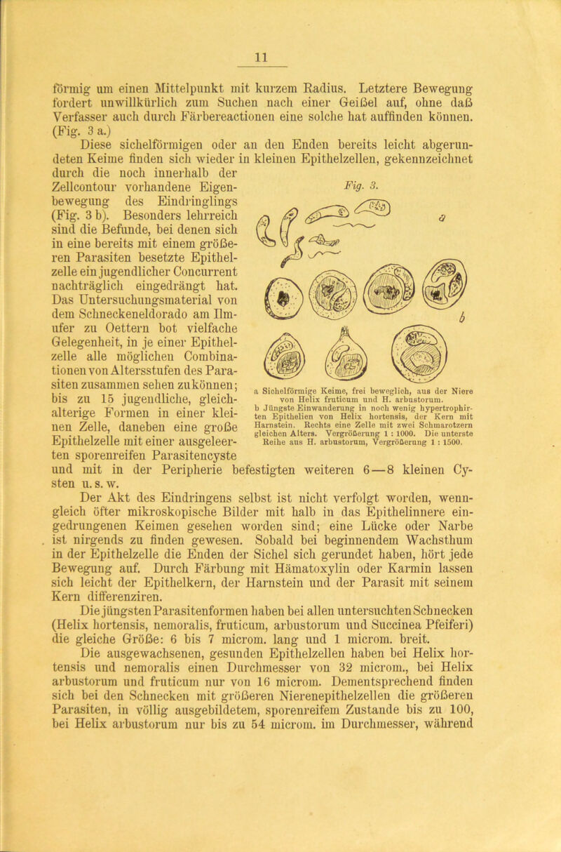förmig um einen Mittelpunkt mit kurzem Radius. Letztere Bewegung fordert unwillkürlich zum Suchen nach einer Geißel auf, ohne daß Verfasser auch durch Färbereactionen eine solche hat auffinden können. (Fig. 3 a.) Diese sichelförmigen oder an den Enden bereits leicht abgerun- deten Keime finden sich wieder in kleinen Epithelzellen, gekennzeichnet durch die noch innerhalb der Zellcontour vorhandene Eigen- bewegung des Eindringlings (Fig. 3 b). Besonders lehrreich sind die Befunde, bei denen sich in eine bereits mit einem größe- ren Parasiten besetzte Epithel- zelle ein jugendlicher Concurrent nachträglich eingedrängt hat. Das Untersuchungsmaterial von dem Schneckeneldorado am Ilm- ufer zu Oettern bot vielfache Gelegenheit, in je einer Epithel- zelle alle möglichen Combina- tionen von Altersstufen des Para- siten zusammen sehen zu können; bis zu 15 jugendliche, gleich- alterige Formen in einer klei- nen Zelle, daneben eine große Epithelzelle mit einer ausgeleer- ten sporenreifen Parasitencyste und mit in der Peripherie befestigten weiteren 6 — 8 kleinen Cy- sten u. s. w. Der Akt des Eindringens selbst ist nicht verfolgt worden, wenn- gleich öfter mikroskopische Bilder mit halb in das Epithelinnere ein- gedrungenen Keimen gesehen worden sind; eine Lücke oder Narbe ist nirgends zu finden gewesen. Sobald bei beginnendem Wachsthum in der Epithelzelle die Enden der Sichel sich gerundet haben, hört jede Bewegung auf. Durch Färbung mit Hämatoxylin oder Karmin lassen sich leicht der Epithelkern, der Harnstein und der Parasit mit seinem Kern differenziren. Die jüngsten Parasitenformen haben bei allen untersuchten Schnecken (Helix hortensis, nemoralis, fruticum, arbustorum und Succinea Pfeiferi) die gleiche Größe: 6 bis 7 microm. lang und 1 microm. breit. Die ausgewachsenen, gesunden Epithelzellen haben bei Helix hor- tensis und nemoralis einen Durchmesser von 32 microm., bei Helix arbustorum und fruticum nur von 16 microm. Dementsprechend finden sich bei den Schnecken mit größeren Nierenepithelzellen die größeren Parasiten, in völlig ausgebildetem, sporenreifem Zustande bis zu 100, bei Helix arbustorum nur bis zu 54 microm. im Durchmesser, während Fig. 3. a Sichelförmige Keime, frei beweglich, aus der Niere von Helix fruticum und H. arbustorum. b Jüngste Einwanderung in noch wenig hypertrophs- ten Epithelien von Helix hortensis, der Kern mit Harnstein. Rechts eine Zelle mit zwei Schmarotzern gleichen Alters. Vergrößerung 1 : 1000. Die unterste Reihe aus H. arbustorum, Vergrößerung 1 : 1500.