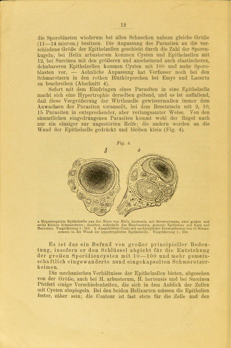 die Sporoblasten wiederum bei allen Schnecken nahezu gleiche Größe (11—14 microm.) besitzen. Die Anpassung des Parasiten an die ver- schiedene Grüße der Epithelzellen geschieht durch die Zahl der Sporen- kugeln; bei Helix arbustorum kommen Cysten und Epithelzellen mit 12, bei Succiuea mit den größeren und anscheinend auch elastischeren, dehnbareren Epithelzellen kommen Cysten mit 100 und mehr Sporo- blasten vor. — Aelmliche Anpassung hat Verfasser noch bei den Schmarotzern in den rothen Blutkörperchen bei Emys und Lacerta zu beschreiben (Abschnitt 4). Sofort mit dem Eindringen eines Parasiten in eine Epithelzelle macht sich eine Hypertrophie derselben geltend, und es ist auffallend, daß diese Vergrößerung der Wirthszelle gewissermaßen immer dem Anwachsen des Parasiten vorauseilt, bei dem Besetztsein mit 2, 10, 15 Parasiten in entsprechender, aber verlangsamter Weise. Von den sämmtlichen eingedruugenen Parasiten kommt wohl der Regel nach nur ein einziger zur ungestörten Reife; die andern werden an die Wand der Epithelzelle gedrückt und bleiben klein (Fig. 4). Fig. 4. 6 * a Hypertropliirte Epithelzelle aus der Niere von Helix liortensis, mit Borstenbesatz, zwei großen und sechs kleinen Schmarotzern; daneben, außerhalb des Haarbesatzes, gesunde Epithelien mit Kern und Harnstein. Vergrößerung 1 : 250. b Ausgebildete Cyste mit nachträglicher Einwanderung von 15 Schma- rotzern in die Wand der liypertrophirten Epithelzelle. Vergrößerung 1 : 250. Es ist das ein Befund von großer principieller Bedeu- tung, insofern er den Schlüssel abgiebt für die Entstehung der großen Sporidiencysten mit 10 —100 und mehr gemein- schaftlich eingewanderte nund eiugekapselteu Schmarotzer- keimen. Die mechanischen Verhältnisse der Epithelzellen bieten, abgesehen von der Größe, auch bei H. arbustorum, H. liortensis und bei Succinea Pfeiferi einige Verschiedenheiten, die sich in dem Anblick der Zellen mit Cysten abspiegeln. Bei den beiden Helixarten müssen die Epithelien fester, zäher sein; die Contour ist fast stets für die Zelle und den