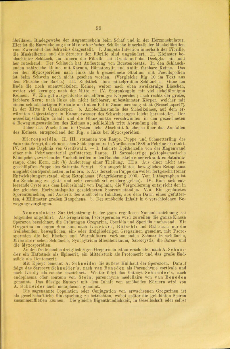 fibrillären Bindegewebe der Augenmuskeln beim Schaf und in der Herzmuskulatur. Hier ist die Entwickelung der Mi es eher'sehen Schläuche innerhalb der Muskelfibrilleu vom Zwerchfell des Schweins dargestellt. I. Jüngste Infection innerhalb der Fibrille, die Muskelkerne und die Structur der Fibrille sind ungeändert. II. Kleinster be- obachteter Schlauch, im Innern der Fibrille bei Druck auf das Deckglas hin und her rutschend. Der Schlauch hat Andeutung von Borsteubesatz. In den Schlauch- enden zahlreiche kleine, mit Karmin, Hämatoxylin und Anilin färbbare Keime. Das bei den Myxosporidien nach links als b gezeichnete Stadium mit Pseudopodien ist beim Schwein noch nicht gesehen worden. (Vergleiche Fig. 10 im Text aus dem Fleische der Barbe.) III. Endstück eines mittelgroßen Schlauches. Ganz am Eiule die noch unentwickelten Keime; weiter nach oben zweikernige Bläschen, weiter viel kernige; nach der Mitte zu IV. Sporenkugeln mit viel sichelförmigen Keiineu. V. Ein gut ausgebildetes sichelförmiges Körperchen; nach rechts der große, färbbare Kern; nach links ein nicht färbbarer, unbestimmter Körper, welcher mit einem schnabelartigen Fortsatz am linken Pol in Zusammenhang steht (Nesselkapsel?). In der Mitte 2 Glanzkürper. b. Amöboidzustände des Sichelkeimes, auf dem er- wärmten Objectträger in Kammerwasser des Schweineauges leicht herzustellen. Der nesselkapselartige Inhalt und die Glanzpunkte verschwinden in den gezeichneten 4 Bewegungszustäuden des Keimes a; schließlich tritt Abrundung ein. Ueber das Wachsthum in Cysten siehe Abschnitt 5, ebenso über das Ausfallen des Keimes, entsprechend der Fig. c links bei Myxosporidien. Microsporidia. II. III. stammen von Raupe, Puppe und Schmetterling des Saturnia Pernyi, des chinesischen Seidenspinners, in Nordhausen 1888 au Pebriue erkrankt. IV. ist aus Daphnia von Greifswald. — I. Inficirte Epithelzelle von der Magenwand einer mit Pebrinematerial gefütterten Raupe. II. Sarcodeartige, pektoplasmatische Klümpchen, zwischen den Muskelfibrilleu in den Bauchmuskeln einer erkrankten Saturnia- raupe, ohne Kern, mit (b) Andeutung einer Theilung. III a. Aus einer nicht aus- geschllipfteu Puppe des Saturnia Pernyi. Ein ausgebildetes, bewegliches Ectoplasma umgiebt den Sporoblasten imlnuern. b. Aus derselben Puppe ein weiter fortgeschrittener Entwickelungszustand, ohne Ectoplasma (Vergrößerung 1000. Vom Lithographen ist die Zeichnung zu glatt und sehr verschönert wiedergegeben). IV. Eine sich ent- leerende Cyste aus dem Leibesinhalt von Daphnia; die Vergrößerung entspricht den in der gleichen Horizontalspalte gezeichneten Sporenzuständen. V. a. Ein geplatztes Sporentönncheu, mit Austritt des amöboiden Inhaltes, aus dem Darm eines gefütter- ten, 4 Millimeter großen Räupchens. b. Der amöboide Inhalt in 6 verschiedenen Be- wegungsvorgängen. Nomenclatur: Zur Orientirung in der ganz regellosen Namenbezeiclmung sei folgendes angeführt. Als Gregarinen, Psorospermien wird zuweilen die ganze Klasse Sporozoa bezeichnet, die Ordnungen Gregarina, Coccidia und Sporidia umfassend. Mit Gregarina im engen Sinn sind nach Leuckart, Biitschli und Balbiaui nur die freilebenden, beweglichen, ein- oder dreigliederigen Gregarinen gemeint, mit Psoro- spermien die bei Fischen und Warmblütern vorkommenden Schmarotzerschläuche, Miescher’sehen Schläuche, Synchytrium Miescheriauum, Sarcocystis, die Sarco- und die Myxosporidien. An den freilebenden dreigliederigen Gregarinen ist unterschieden nach A. Schnei- der ein Haftstück als Epimerit, ein Mittelstück als Protomerit und das große End- stück als Deutomerit. Mit Epicyt benennt A. Schneider die äußere Hüllhaut der Sporozoen. Darauf folgt das Sarcocyt Schneider's, nach van Beneden als Parenchyme corficale und nach Leidy als couche bezeichnet. Weiter folgt das Entocyt Schneider’s, auch endoplasma oder contenu von Stein, parenchyme medullaire von van Beneden genannt. Das flüssige Entocyt mit dem Inhalt von amöboiden Körnern wird von A. Schneider auch metaplasme genannt. Die sogenannte Copulatiou oder Conjugation von erwachsenen Gregarinen ist als gesellschaftliche Einkapselung zu betrachten, wobei später die gebildeten Sporen zusammenfließen können. Die gleiche Eigentümlichkeit, in Gesellschaft oder selbst
