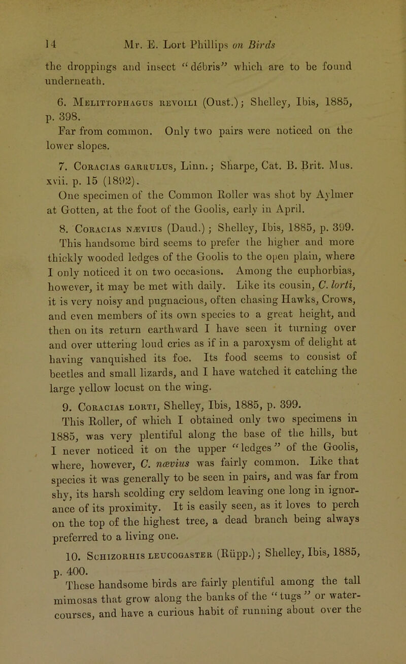 the droppings and insect “ debris” which are to be found underneath. 6. Melittophagus eevoili (Oust.); Shelley, Ibis, 1885, p. 398. Far from common. Only two pairs were noticed on the lower slopes. 7. Coracias garuulus, Linn.; Sharpe, Cat. 13. Brit. Mus. xvii. p. 15 (1892). One specimen of the Common Holler was shot by Aylmer at Gotten, at the foot of the Goolis, early in April. 8. Coracias n^evius (Daud.) ; Shelley, Ibis, 1885, p. 399. This handsome bird seems to prefer the higher and more thickly wooded ledges of the Goolis to the open plain, where I only noticed it on two occasions. Among the euphorbias, however, it may be met with daily. Like its cousin, C. lorti, it is very noisy and pugnacious, often chasing Hawks, Cro-ws, and even members of its own species to a great height, and then on its return earthward I have seen it turning over and over uttering loud cries as if in a paroxysm of delight at having vanquished its foe. Its food seems to consist of beetles and small lizards, and I have watched it catching the large yellow locust on the wing. 9. Coracias lorti, Shelley, Ibis, 1885, p. 399. This Roller, of which I obtained only two specimens in 1885, was very plentiful along the base of the hills, but I never noticed it on the upper “ledges” of the Goolis, where, however, C. ncevius was fairly common. Like that species it was generally to be seen in pairs, and was far from shy, its harsh scolding cry seldom leaving one long in ignor- ance of its proximity. It is easily seen, as it loves to perch on the top of the highest tree, a dead branch being always preferred to a living one. 10. Schizorhis leucogaster (Rupp.); Shelley, Ibis, 1885, p. 400. These handsome birds are fairly plentiful among the tall mimosas that grow along the banks of the “ tugs ” or water- courses, and have a curious habit of running about over the