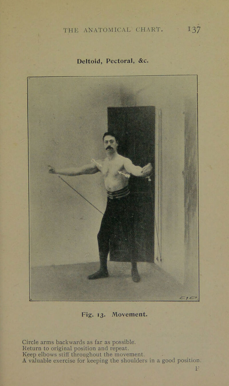 Deltoid, Pectoral, &c. Fig. 13. Movement. Circle arms backwards as far as possible. Return to original position and repeat. Keep elbows stiff throughout the movement. A valuable exercise for keeping the shoulders in a good position. F