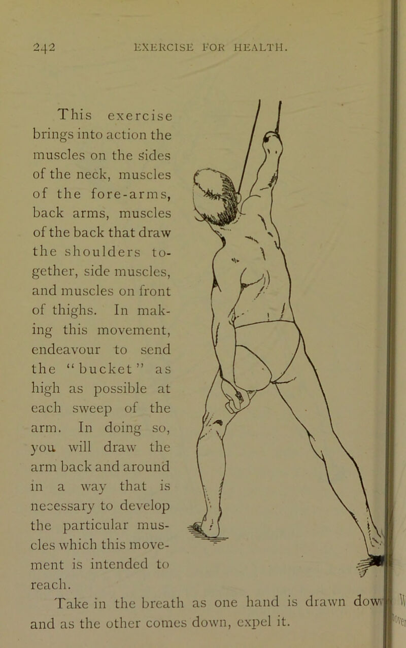 This exercise brings into action the muscles on the sides of the neck, muscles of the fore-arms, back arms, muscles of the back that draw the shoulders to- gether, side muscles, and muscles on front of thighs. In mak- ing this movement, endeavour to send the “bucket” as high as possible at each sweep of the arm. In doing so, you will draw the arm back and around in a way that is necessary to develop the particular mus- cles which this move- ment is intended to reach. Take in the breath as one hand is drawn doA and as the other comes down, expel it.