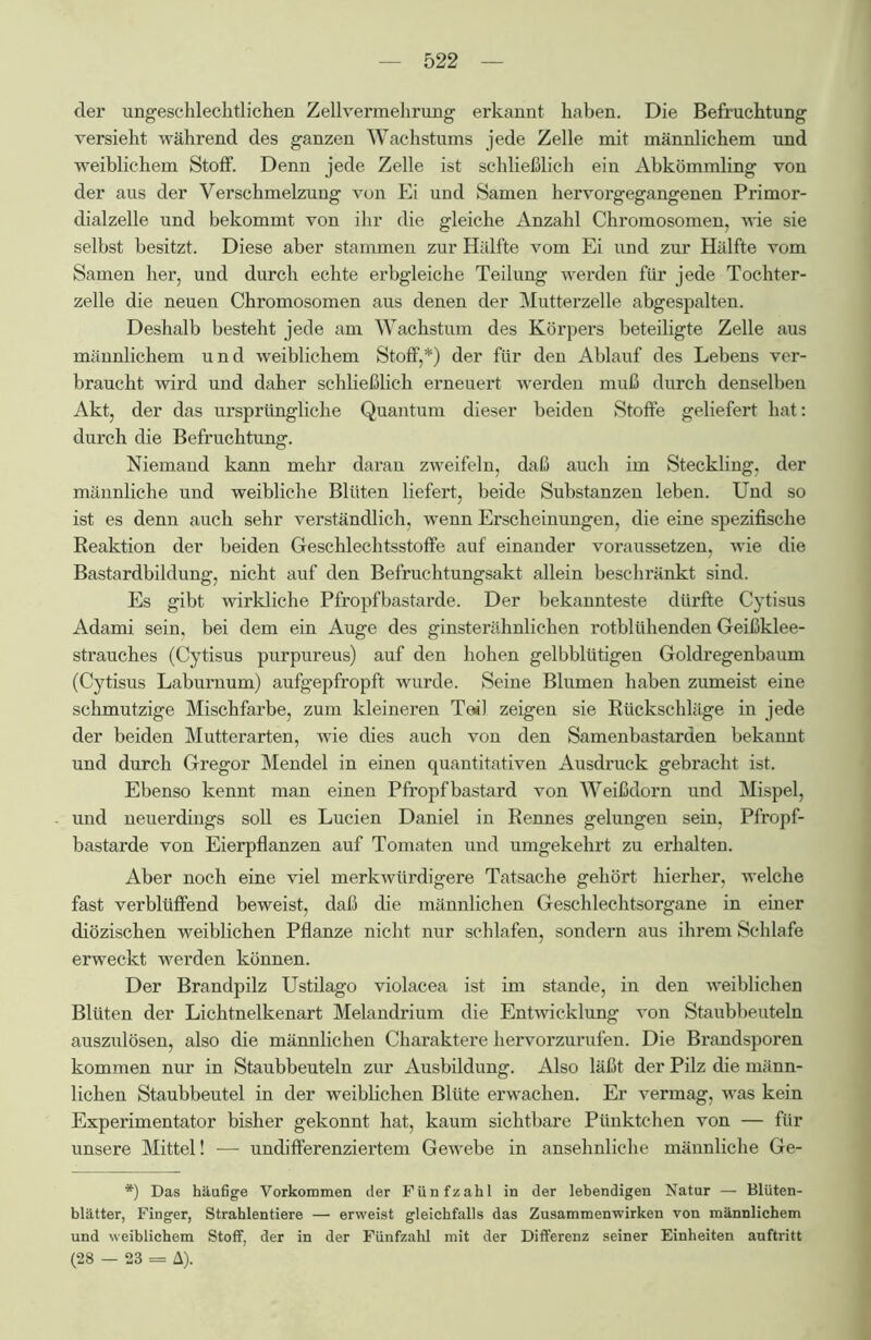 der ungeschlechtlichen Zellvermehrung erkannt haben. Die Befruchtung versieht während des ganzen Wachstums jede Zelle mit männlichem und weiblichem Stoff. Denn jede Zelle ist schließlich ein Abkömmling von der aus der Verschmelzung von Ei und Samen hervorgegangenen Primor- dialzelle und bekommt von ihr die gleiche Anzahl Chromosomen, wie sie selbst besitzt. Diese aber stammen zur Hälfte vom Ei und zur Hälfte vom Samen her, und durch echte erbgleiche Teilung werden für jede Tochter- zelle die neuen Chromosomen aus denen der Mutterzelle abgespalten. Deshalb besteht jede am Wachstum des Körpers beteiligte Zelle aus männlichem und weiblichem Stoff,*) der für den Ablauf des Lebens ver- braucht wird und daher schließlich erneuert werden muß durch denselben Akt, der das ursprüngliche Quantum dieser beiden Stoffe geliefert hat: durch die Befruchtung. Niemand kann mehr daran zweifeln, daß auch im Steckling, der männliche und weibliche Blüten liefert, beide Substanzen leben. Und so ist es denn auch sehr verständlich, wenn Erscheinungen, die eine spezifische Beaktion der beiden Geschlechtsstoffe auf einander voraussetzen, wie die Bastardbildung, nicht auf den Befruchtungsakt allein beschränkt sind. Es gibt wirkliche Pfropfbastarde. Der bekannteste dürfte Cytisus Adami sein, bei dem ein Auge des ginsterähnlichen rotblühenden Geißklee- strauches (Cytisus purpureus) auf den hohen gelbblütigen Goldregenbaum (Cytisus Laburnum) aufgepfropft wurde. Seine Blumen haben zumeist eine schmutzige Mischfarbe, zum kleineren Teil zeigen sie Rückschläge in jede der beiden Mutterarten, wie dies auch von den Samenbastarden bekannt und durch Gregor Mendel in einen quantitativen Ausdruck gebracht ist. Ebenso kennt man einen Pfropfbastard von Weißdorn und Mispel, und neuerdings soll es Lucien Daniel in Rennes gelungen sein, Pfropf- bastarde von Eierpflanzen auf Tomaten und umgekehrt zu erhalten. Aber noch eine viel merkwürdigere Tatsache gehört hierher, welche fast verblüffend beweist, daß die männlichen Geschlechtsorgane in einer diözischen weiblichen Pflanze nicht nur schlafen, sondern aus ihrem Schlafe erweckt werden können. Der Brandpilz Ustilago violacea ist im stände, in den weiblichen Blüten der Lichtnelkenart Melandrium die Entwicklung von Staubbeuteln auszulösen, also die männlichen Charaktere hervorzurufen. Die Brandsporen kommen nur in Staubbeuteln zur Ausbildung. Also läßt der Pilz die männ- lichen Staubbeutel in der weiblichen Blüte erwachen. Er vermag, was kein Experimentator bisher gekonnt hat, kaum sichtbare Pünktchen von — für unsere Mittel! — undifferenziertem Gewebe in ansehnliche männliche Ge- *) Das häufige Vorkommen der Fünfzahl in der lebendigen Natur — Blüten- blätter, Finger, Strahlentiere — erweist gleichfalls das Zusammenwirken von männlichem und weiblichem Stoff, der in der Fünfzahl mit der Differenz seiner Einheiten anftritt (28 — 23 = A).