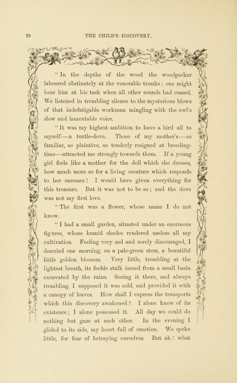 THE CHILD’S DISCOVERY. “ In the depths of the wood the woodpecker laboured obstinately at the venerable trunks ; one might hear him at his task when all other sounds had ceased. We listened in trembling silence to the mysterious blows of that indefatigable Avorkman mingling with the oavI’s sloAV and lamentable voice. It Avas my highest ambition to have a bird all to myself—a turtle-doA^e. Those of my mother’s—so familiar, so plaintiAX, so tenderly resigned at breeding- time—attracted me strongly toAA^ards them. If a young girl feels like a mother for the doll Avhich she dresses, hoAv much more so for a liAung creature which responds to her caresses ! I Avould haA^e given eA^erything for this treasure. But it was not to be so ; and the dove Avas not my first loA^e. “ Tlie first Avas a floAver, Avhose name I do not knoAv. ‘‘ I had a small garden, situated under an enormous fig-tree, Avhose humid shades rendered useless all my cultivation. Feeling very sad and sorely discouraged, I descried one morning, on a pale-gi^een stem, a beautiful little golden blossom. Very little, trembling at the lifrhtest breath, its feeble stalk issued from a small basin excavated by the rains. Seeing it there, and alAvays trembling, I supposed it was cold, and proAuded it AAuth a canopy of leaves. Hoav shall I express the trans})orts Avhich this discovery aAvakened ? I alone kneAv of its existence ; I alone possessed it. All day we could do nothing but gaze at each other. In the eAnning I glided to its side, my heaiT fuU of emotion. We spoke little, for fear of betraying oursehns. But ah ! Avhat