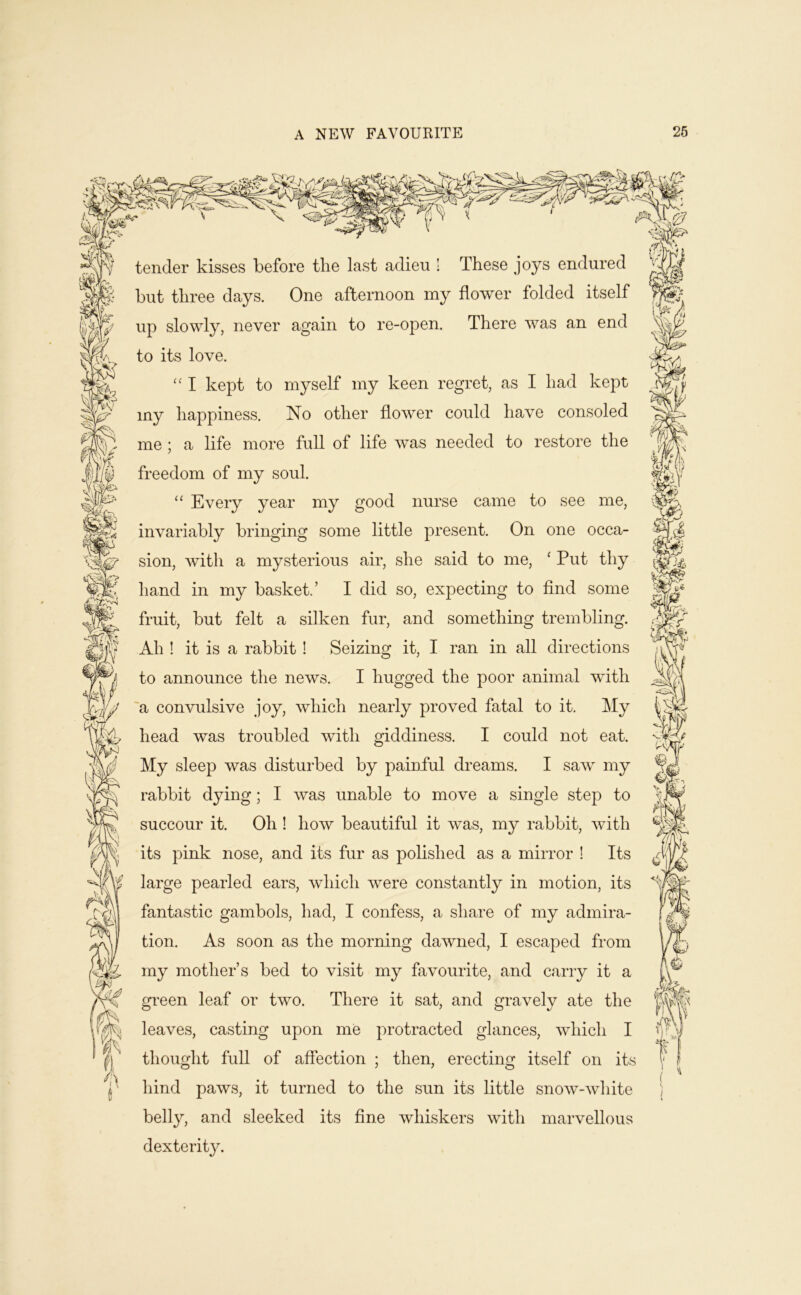 A NEW FAVOURITE 26 tender kisses before the last adieu 1 These joys endured but three days. One afternoon my flower folded itself up slowly, never again to re-open. There was an end to its love. “ I kept to myself my keen regret, as I had kept my happiness. No other flower could have consoled me ; a life more full of life was needed to restore the freedom of my soul. “ Every year my good nurse came to see me, invariably bringing some little present. On one occa- sion, with a mysterious air, she said to me, ‘ Put thy hand in my basket.’ I did so, expecting to find some fruit, but felt a silken fur, and something trembling. Ah ! it is a rabbit ! Seizing it, I ran in all directions to announce the news. I hugged the poor animal with 'a convulsive joy, which nearly proved fatal to it. My head was troubled with giddiness. I could not eat. My sleep was disturbed by painful dreams. I saw my rabbit dying; I was unable to move a single step to succour it. Oh ! how beautiful it was, my rabbit, with its pink nose, and its fur as polished as a mirror ! Its large pearled ears, which were constantly in motion, its fantastic gambols, had, I confess, a share of my admira- tion. As soon as the morning dawned, I escaped from my mother’s bed to visit my favourite, and carry it a green leaf or two. There it sat, and gravely ate the leaves, casting upon me protracted glances, which I thought full of affection ; then, erecting itself on its hind paws, it turned to the sun its little snow-white belly, and sleeked its fine whiskers with marvellous dexterity.