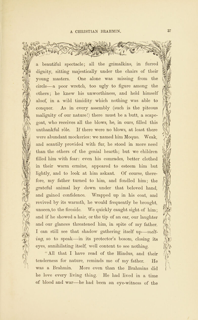 A CmUSTIAN BRAHMIN. pv Ji: a beautiful spectacle; all the grimalkins, in furred dignity, sitting majestically under the chairs of their young masters. One alone was missing from the circle—a poor wretch, too ugly to figure among the others; he knew his unworthiness, and held himself aloof, in a wild timidity which nothing was able to conquer. As in every assembly (such is the piteous malignity of our nature!) there must be a butt, a scape- goat, who receives all the blows, he, in ours, filled this unthankful role. If there were no blows, at least there were abundant mockeries: we named him Moquo. Weak, and scantily provided with fur, he stood in more need than the others of the genial hearth; but we children filled him with fear: even his comrades, better clothed in their warm ermine, appeared to esteem him but lightly, and to look at him askant. Of course, there- fore, my father turned to him, and fondled him; the grateful animal lay down under that beloved hand, and gained confidence. Wrapped up in his coat, and revived by its warmth, he would frequently be brought, unseen,to the fireside. We quickly caught sight of him; and if he showed a hair, or the tip of an ear, our laughter and our glances threatened him, in spite of my father. I can still see that shadow gathering itself up—melt- ing, so to speak—in its protector’s bosom, closing its eyes, annihilating itself, well content to see nothing. “All that I have read of the Hindus, and their tenderness for nature, reminds me of my father. He was a Brahmin. More even than the Brahmins did he love every living tiling. He had lived in a time of blood and war—he had been an eye-witness of the (I