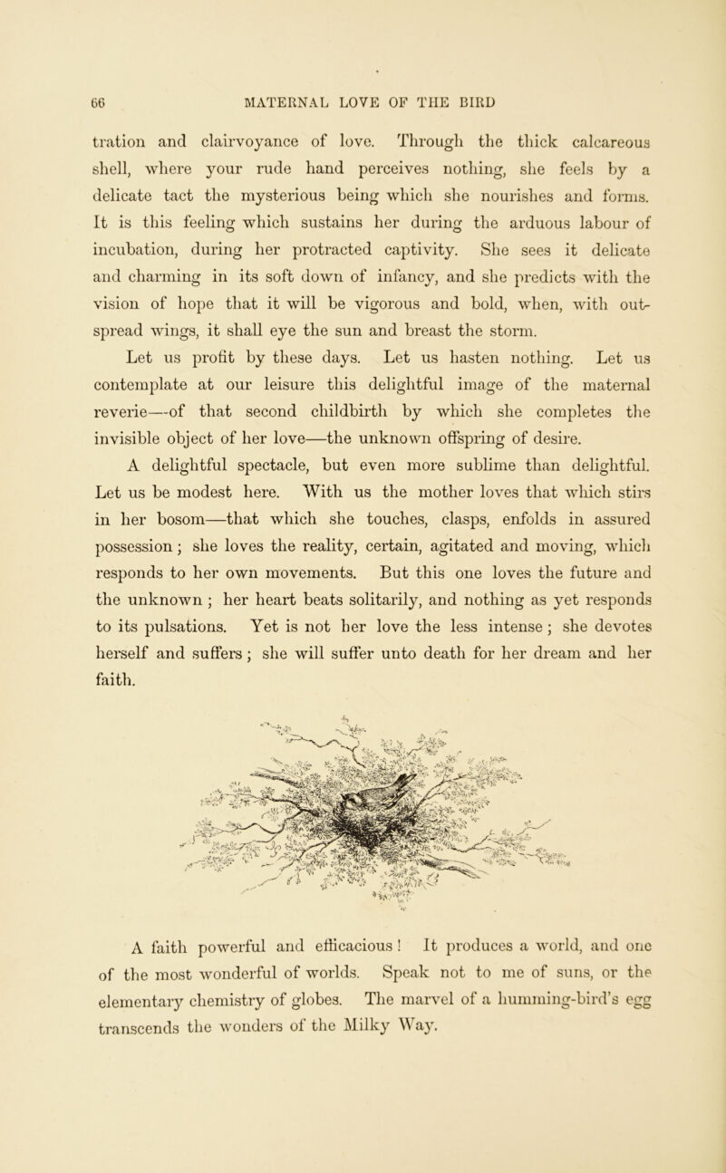 tration and clairvoyance of love. Through the thick calcareous shell, where your rude hand perceives nothing, she feels by a delicate tact the mysterious being which she nourishes and forms. It is this feeling which sustains her during the arduous labour of incubation, during her protracted captivity. She sees it delicate and charming in its soft down of infancy, and she predicts with the vision of hope that it will be vigorous and bold, when, with out- spread wings, it shall eye the sun and breast the storm. Let us profit by these days. Let us hasten nothing. Let us contemplate at our leisure this delightful image of the maternal reverie—of that second childbirth by which she completes the invisible object of her love—the unknown offspring of desire. A delightful spectacle, but even more sublime than delightful. Let us be modest here. With us the mother loves that wliich stirs in her bosom—that which she touches, clasps, enfolds in assured possession; she loves the reality, certain, agitated and moving, which responds to her own movements. But this one loves the future and the unknown ; her heart beats solitarily, and nothing as yet responds to its pulsations. Yet is not her love the less intense; she devotes herself and suffers; she will suffer unto death for her dream and her faith. A faith powerful and efficacious ! It produces a world, and one of the most wonderful of worlds. Speak not to me of suns, or the elementary chemistry of globes. The marvel of a humming-bird’s egg transcends the wonders of the Milky Way.