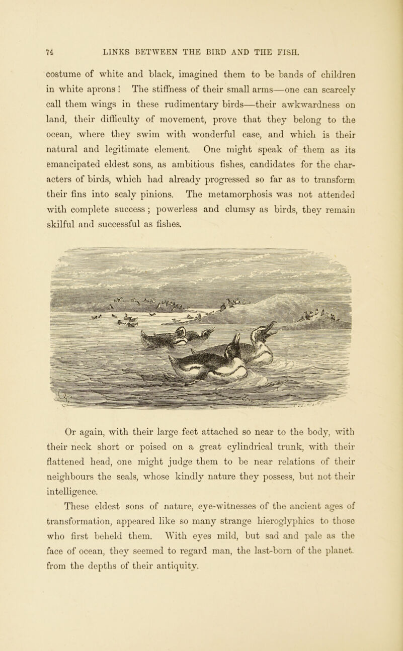 costume of white and black, imagined them to be bands of children in white aprons ! The stiffness of their small arms—one can scarcely call them wings in these rudimentary birds—their awkwardness on land, their difficulty of movement, prove that they belong to the ocean, where they swim with wonderful ease, and which is their natural and legitimate element. One might speak of them as its emancipated eldest sons, as ambitious fishes, candidates for the char- acters of birds, which had already progressed so far as to transform their fins into scaly pinions. The metamorphosis was not attended with complete success ; powerless and clumsy as birds, they remain skilful and successful as fishes. Or again, with their large feet attached so near to the body, with their neck short or poised on a gi'eat cylindrical trunk, with their flattened head, one might judge them to be near relations of their neighbours the seals, whose kindly nature they possess, but not their intelligence. These eldest sons of nature, eye-witnesses of the ancient ages of transformation, appeared like so many strange hieroglyphics to those who first beheld them. With eyes mild, but sad and pale as the face of ocean, they seemed to regard man, the last-born of the planet, from the depths of their antiquity.