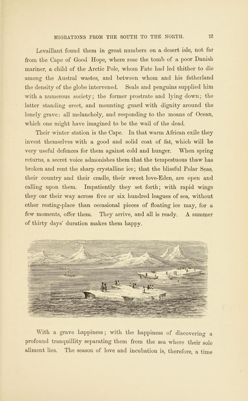 Levaillant found them in great numbers on a desert isle, not fxr from the Cape of Good Hope, where rose the tomb of a poor Danish mariner, a child of tlie Arctic Pole, whom Fate had led thither to die am on or the Austral wastes, and between whom and his fatherland the density of the globe intervened. Seals and penguins supplied him with a numerous society; the former prostrate and lying down; the latter standing erect, and mounting guard with dignity around the lonely grave; all melancholy, and responding to the moans of Ocean, wliich one might have imagined to be the wail of the dead. Their winter station is the Cape. In that warm African exile they invest themselves with a good and solid coat of fat, which will be very useful defences for them against cold and hunger. When spring returns, a secret voice admonishes them that the tempestuous thaw has broken and rent the sharp crystalline ice; that the blissful Polar Seas, their country and their cradle, their sweet love-Eden, are open and calling upon them. Impatiently they set foidh; with rapid wings they oar their way across five or six hundred leagues of sea, without other resting-place than occasional pieces of floating ice may, for a few moments, offer them. They arrive, and all is ready. A summer of thirty days’ duration makes them happy. With a grave happiness; witli the happiness of discovering a profound tranquillity separating them from the sea where their sole aliment lies. The season of love and incubation is, therefore, a time
