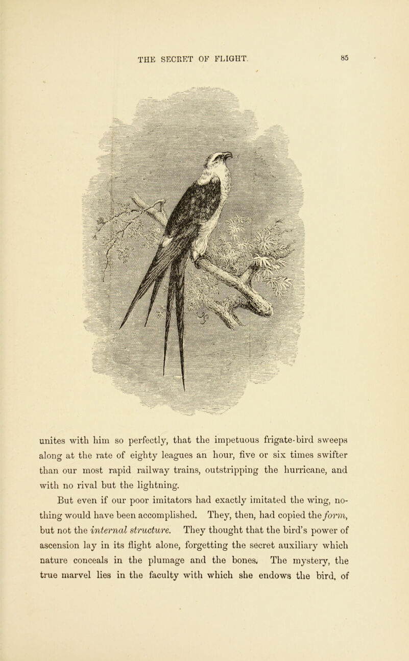 THE SECEET OF FLIGHT. unites with him so perfectly, that the impetuous frigate-bird sweeps along at the rate of eighty leagues an hour, five or six times swifter than our most rapid railway trains, outstripping the hurricane, and with no rival but the lightning. But even if our poor imitators had exactly imitated the wing, no- thing would have been accomplished. They, then, had copied the form, but not the internal structure. They thought that the bird’s power of ascension lay in its flight alone, forgetting the secret auxiliary which nature conceals in the plumage and the bones. The mysteiy, the true marvel lies in the faculty with which she endows the bird, of