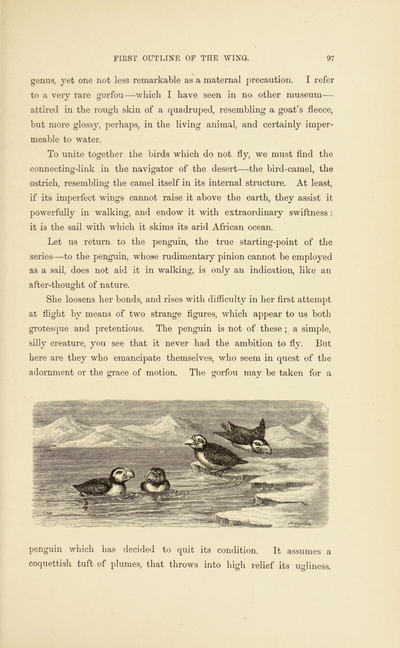 genus, yet one not less remarkable as a maternal precaution. I refer to a very rare gorfou—which I have seen in no other museum— attired in the rough skin of a quadruped, resembling a goat’s fleece, but more glossy, perhaps, in the living animal, and certainly imper- meable to water. To unite together the birds which do not fly, we must And the connecting-link . in the navigator of the desert—the bird-camel, the ostrich, resembling the camel itself in its internal structure. At least, if its imperfect wings cannot raise it above the earth, they assist it powerfully in walking, and endow it with extraordinary swiftness : it is the sail with which it skims its arid African ocean. Let us return to the penguin, the true starting-point of the series—to the penguin, whose rudimentary pinion cannot be employed as a sail, does not aid it in walking, is only an indication, like an after-thought of nature. She loosens her bonds, and rises with difflculty in her first attempt at flight by means of two strange flgures, which appear to us both gi'Otesque and pretentious. The penguin is not of these; a simple, silly creature, you see that it never had the ambition to fly. But here are they who emancipate themselves, who seem in quest of the adornment or the grace of motion. The gorfou may be taken for a penguin which has decided to quit its condition. It assumes a coquettish tuft of plumes, that throws into high relief its ugliness.
