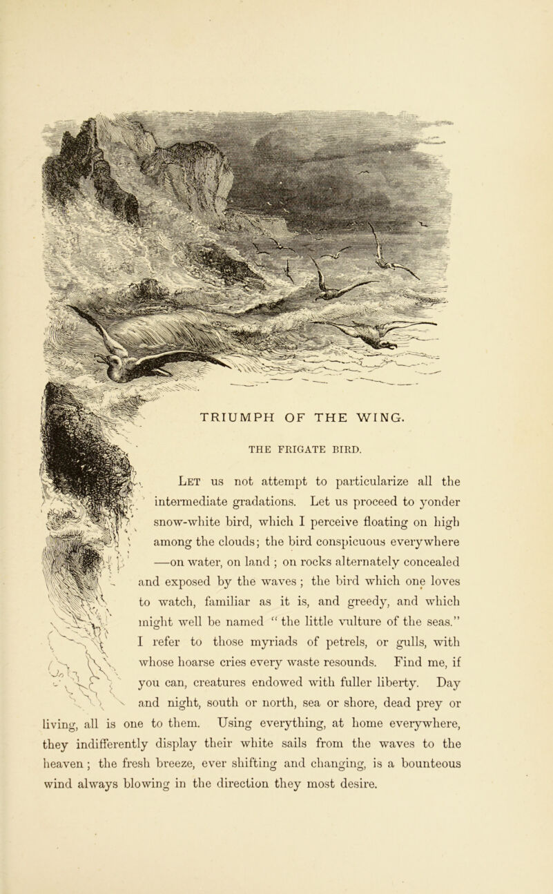 THE FHIGATE BIRD. Let us not attempt to particularize all the intermediate gradations. Let us proceed to yonder snow-white bird, which I perceive floating on high among the clouds; the bird conspicuous everywhere —on water, on Land ; on rocks alternately concealed and exposed by the waves ; the bird which one loves to watch, familiar as it is, and greedy, and which miofht well be named “ the little vulture of the seas.” I refer to those myiaads of petrels, or gulls, with whose hoarse cries every waste resounds. Find me, if you can, creatures endowed with fuller liberty. Day and night, south or north, sea or shore, dead prey or living, all is one to them. Using everything, at home everywhere, they indifferently display their white sails from the waves to the heaven; the fresh breeze, ever shifting and changing, is a bounteous wind always blowing in the direction they most desire.