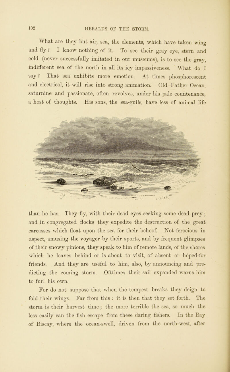 What are they but air, sea, the elements, which have taken wing and fly ? I know nothing of it. To see their gray eye, stern and cold (never successfully imitated in our museums), is to see the gray, indifferent sea of the north in all its icy impassiveness. What do I say ? That sea exhibits more emotion. At times phosphorescent and electrical, it will rise into strong animation. Old Father Ocean, saturnine and passionate, often revolves, under his pale countenance, a host of thoughts. His sons, the sea-gulls, have less of animal life than he has. They fly, with their dead eyes seeking some dead prey; and in congregated flocks they expedite the destruction of the great carcasses which float upon the sea for their behoof Not ferocious in aspect, amusing the voyager by their sports, and by frequent glimpses of their snowy pinions, they speak to him of remote lands, of the shores which he leaves behind or is about to visit, of absent or hoped-for friends. And they are useful to him, also, by announcing and pre- dicting the coming storm. Ofttimes their sail expanded warns him to furl his own. For do not suppose that when the tempest breaks they deign to fold their wings. Far from this : it is then that they set forth. The storm is their harvest time; the more terrible the sea, so much the less easily can the fish escape from these daring fishers. In the Bay of Biscay, where the ocean-swell, driven from the north-west, after