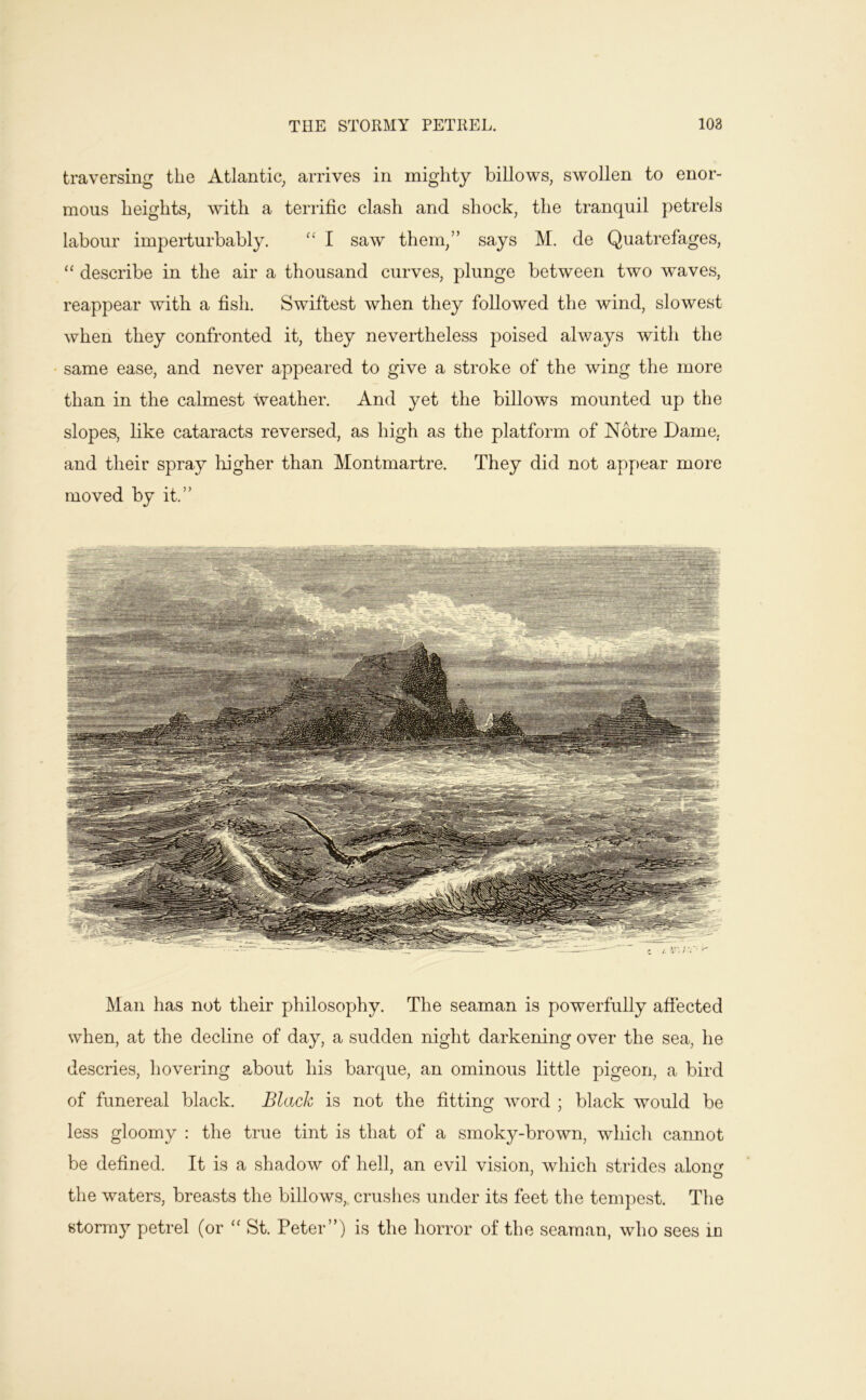 traversing the Atlantic_, arrives in mighty billows, swollen to enor- mous heights, with a terrific clash and shock, the tranquil petrels labour imperturbably. I saw them,” says M. de Quatrefages, “ describe in the air a thousand curves, plunge between two waves, reappear with a fish. Swiftest when they followed the wind, slowest when they confronted it, they nevertheless poised always with the same ease, and never appeared to give a stroke of the wing the more than in the calmest weather. And yet the billows mounted up the slopes, bke cataracts reversed, as high as the platform of Notre Dame, and their spray liigher than Montmartre. They did not appear more moved by it.” Man has not their philosophy. The seaman is powerfully affected when, at the decline of day, a sudden night darkening over the sea, he descries, hovering about his barque, an ominous little pigeon, a bird of funereal black. Black is not the fitting word ; black would be less gloomy : the true tint is that of a smoky-brown, which cannot be defined. It is a shadow of hell, an evil vision, which strides alonc>- the waters, breasts the billows, crushes under its feet the tempest. The storm}^ petrel (or “ St. Peter”) is the horror of the seaman, who sees in