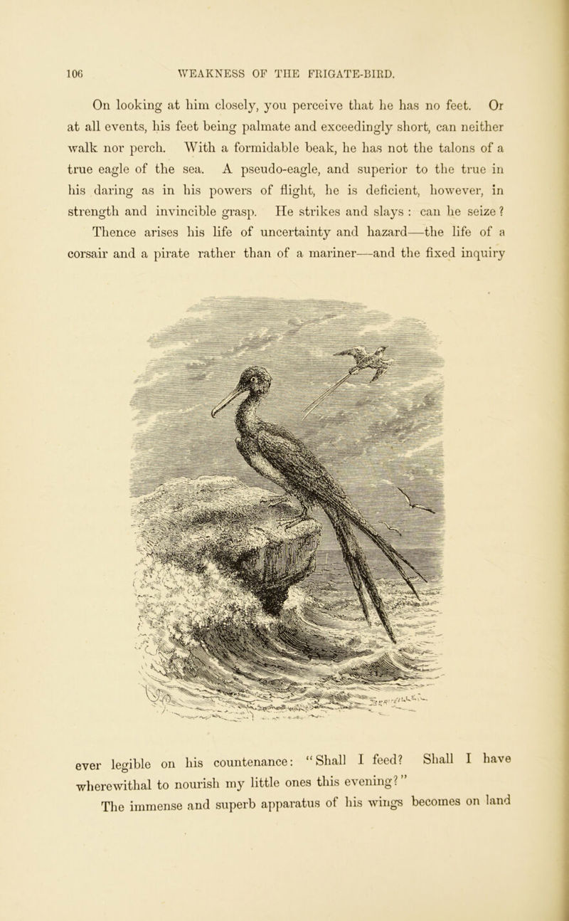 On looking at him closely, you perceive that he has no feet. Or at all events, his feet being palmate and exceedingly short, can neither walk nor perch. With a formidable beak, he has not the talons of a true eagle of the sea. A pseudo-eagle, and superior to the true in his daring as in his powers of flight, he is deflcient, however, in strength and invincible grasp. He strikes and slays : can he seize ? Thence arises his life of uncertainty and hazard—the life of a corsair and a pirate rather than of a mariner—and the fixed inquiry ever legible on his countenance: ‘‘Shall I feed? Shall I have wherewithal to nourish my little ones this evening ? The immense and superb apparatus of his wings becomes on land