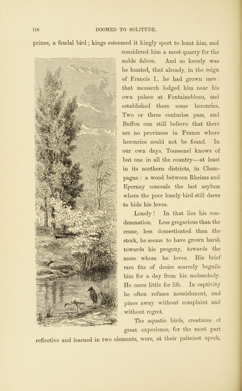 prince, a feudal bird ; kings esteemed it kingly sport to hunt him, and considered him a meet quarry for the noble falcon. And so keenly was he hunted, that already, in the reign of Francis I., he had grown rare : that monarch lodfjed him near his own palace at Fontainebleau, and established there some heronries. Two or three centuries pass, and Buffon can still believe that there are no provinces in France where heronries could not be found. In our own days, Toussenel knows of but one in all the country—at least in its noibhern districts, in Cham- pagne : a wood between Bheims and Epernay conceals the last asylum where the poor lonely bird still dares to hide his loves. Lonely ! In that lies his con- demnation. Less gregarious than the crane, less domesticated than the stork, he seems to have grown harsh towards his progeny, towards the mate whom he loves. His brief rare fits of desire scarcely beguile him for a day from his melancholy. He cares little for life. In captivity he often refuses nourishment, and pines away without complaint and without regret. Tlie aquatic birds, creatures of great experience, for the most part reflective and learned in two elements, were, at their palmiest epoch,