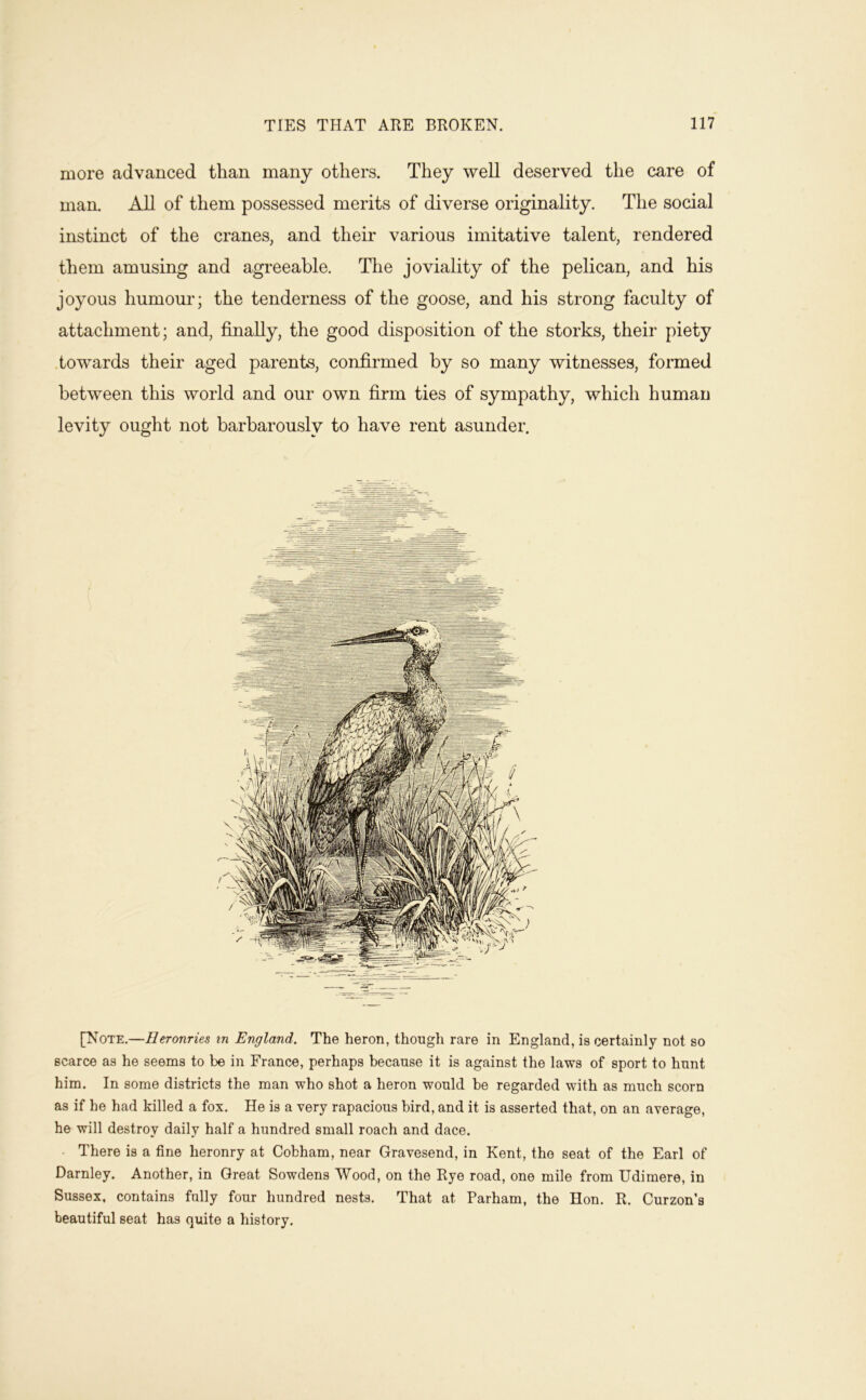 more advanced than many others. They well deserved the care of man. All of them possessed merits of diverse originality. The social instinct of the cranes, and their various imitative talent, rendered them amusing and agreeable. The joviality of the pelican, and his joyous humour; the tenderness of the goose, and his strong faculty of attachment; and, j&nally, the good disposition of the storks, their piety .towards their aged parents, confirmed by so many witnesses, formed between this world and our own firm ties of sympathy, which human levity ought not barbarously to have rent asunder. [Note.—Heronries m England. The heron, though rare in England, is certainly not so scarce as he seems to be in France, perhaps because it is against the laws of sport to hunt him. In some districts the man who shot a heron would be regarded with as much scorn as if he had killed a fox. He is a very rapacious bird, and it is asserted that, on an average, he will destroy daily half a hundred small roach and dace. There is a fine heronry at Cobham, near Gravesend, in Kent, the seat of the Earl of Darnley. Another, in Great Sowdens Wood, on the Rye road, one mile from Udimere, in Sussex, contains fully four hundred nests. That at Parham, the Hon. R. Curzon’s beautiful seat has quite a history.