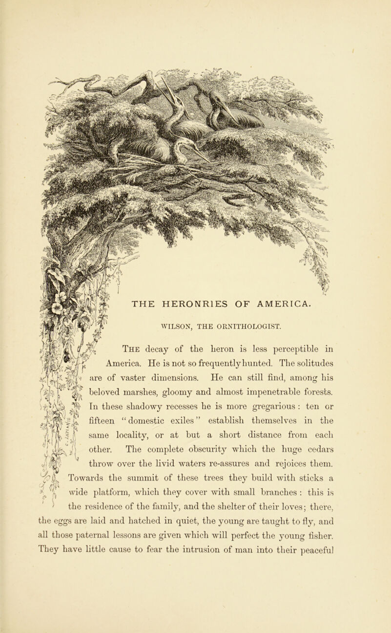 WILSON, THE ORNITHOLOGIST. The decay of the heron is less perceptible in America. He is not so frequently hunted. The solitudes are of vaster dimensions. He can still find, among his beloved marshes, gloomy and almost impenetrable forests. In these shadowy recesses he is more gregarious : ten or fifteen “ domestic exiles ” establish themselves in the same localitv, or at but a shoid distance from each other. The complete obscurity which the huge cedars throw over the livid waters re-assures and rejoices them. Towards the summit of these trees they build with sticks a wide platform, which they cover with small branches : this is the residence of the family, and the shelter of their loves; there, the eggs are laid and hatched in quiet, the young are taught to fly, and all those paternal lessons are given which will perfect the young fisher. They have little cause to fear the intrusion of man into their peaceful