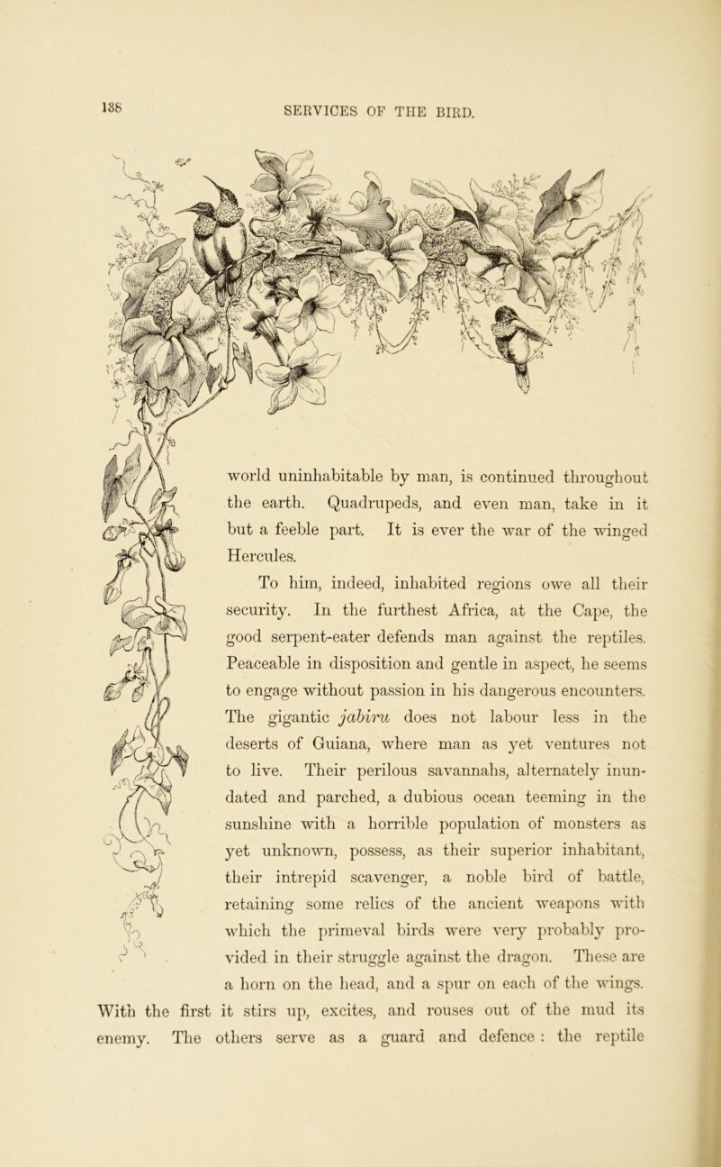 188 SERVICES OF THE BIRD. world uninhabitable by man, is continued throughout the earth. Quadrupeds, and even man, take in it but a feeble part. It is ever the war of the winged Hercules. To him, indeed, inhabited regions owe all their security. In the furthest Africa, at the Cape, the good serpent-eater defends man against the reptiles. Peaceable in disposition and gentle in aspect, he seems to engage without passion in his dangerous encounters. The gigantic jabiru does not labour less in the deserts of Guiana, where man as yet ventures not to live. Their perilous savannahs, alternately inun- dated and parched, a dubious ocean teeming in the sunshine with a horrible population of monsters as yet unknown, possess, as their superior inhabitant, their intrepid scavenger, a noble bird of battle, retaining some relics of the ancient weapons with which the primeval birds were very probably pro- vided in their struof^fle ai^ainst the dragon. These are a horn on the head, and a spur on each of the wings. With the first it stirs up, excites, and rouses out of the mud its enemy. The others serve as a guard and defence : the reptile