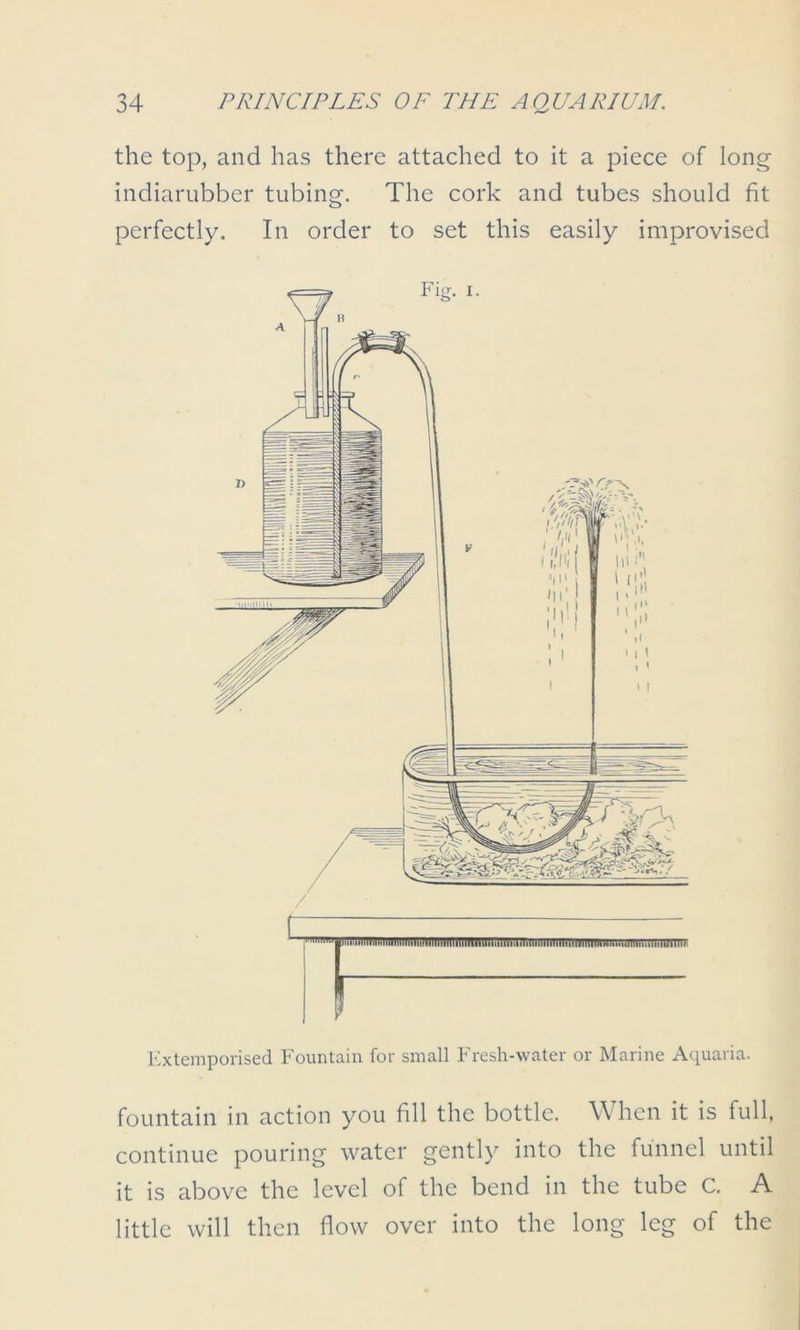 the top, and has there attached to it a piece of long indiarubber tubing. The cork and tubes should fit perfectly. In order to set this easily improvised Extemporised Fountain for small Fresh-water or Marine Aquaria. fountain in action you fill the bottle. When it is full, continue pouring water gently into the funnel until it is above the level of the bend in the tube C. A little will then flow over into the long leg of the