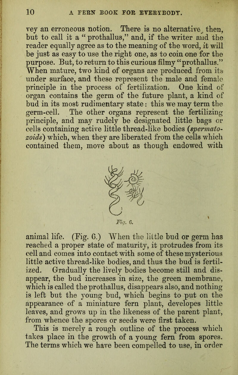 vey an erroneous notion. There is no alternative, then, but to call it a “ prothallus,” and, if the writer and the reader equally agree as to the meaning of the word, it will be just as easy to use the right one, as to coin one for the purpose. But, to return to this curious filmy “prothallus.” When mature, two kind of organs are produced from its under surface, and these represent the male and female principle in the process of fertilization. One kind of organ contains the germ of the future plant, a kind of bud in its most rudimentary state: this we may term the germ-cell. The other organs represent the fertilizing- principle, and may rudely be designated little bags or cells containing active little thread-like bodies (spermato- zoids) which, when they are liberated from the cells which contained them, move about as though endowed with animal life. (Fig. G.) When the little bud or germ has reached a proper state of maturity, it protrudes from its cell and comes into contact with some of these mysterious little active thread-like bodies, and thus the bud is fertil- ized. Gradually the lively bodies become still and dis- appear, the bud increases in size, the green membrane, which is called the prothallus, disappears also, and nothing is left but the young bud, which begins to put on the appearance of a miniature fern plant, developes little leaves, and grows up in the likeness of the parent plant, from whence the spores or seeds were first taken. This is merely a rough outline of the process which takes place in the growth of a young fern from spores. The terms which we have been compelled to use, in order Fig. G.