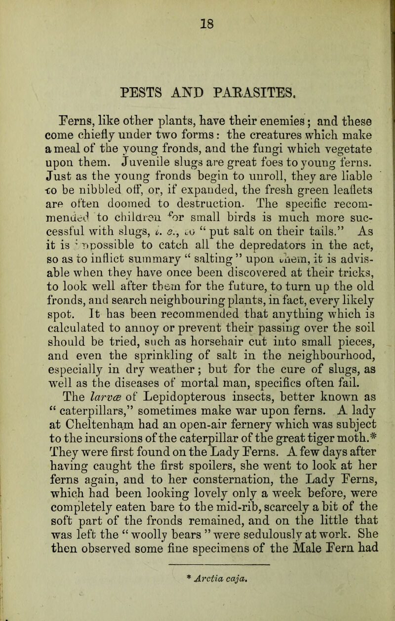 PESTS AND PARASITES, Eerns, like other plants, have their enemies; and these come chiefly under two forms: the creatures which make a meal of the young fronds, and the fungi which vegetate upon them. Juvenile slugs are great foes to young ferns. Just as the young fronds begin to unroll, they are liable -go be nibbled off, or, if expanded, the fresh green leaflets are often doomed to destruction. The specific recom- mended to children fi>r small birds is much more suc- cessful with slugs, o. e., go “ put salt on their tails.” As it is ’ ^possible to catch all the depredators in the act, so as to inflict summary “ salting ” upon idiem, it is advis- able when they have once been discovered at their tricks, to look well after them for the future, to turn up the old fronds, and search neighbouring plants, in fact, every likely spot. It has been recommended that anything which i3 calculated to annoy or prevent their passing over the soil should be tried, such as horsehair cut into small pieces, and even the sprinkling of salt in the neighbourhood, especially in dry weather; but for the cure of slugs, as well as the diseases of mortal man, specifics often fail. The larvcB of Lepidopterous insects, better known as “ caterpillars,” sometimes make war upon ferns. A lady at Cheltenham had an open-air fernery which was subject to the incursions of the caterpillar of the great tiger moth.# They were first found on the Lady Eerns. A few days after having caught the first spoilers, she went to look at her ferns again, and to her consternation, the Lady Eerns, which had been looking lovely only a week before, were completely eaten bare to the mid-rib, scarcely a bit of the soft part of the fronds remained, and on the little that was left the “ woolly bears ” were sedulously at work. She then observed some fine specimens of the Male Eern had * Arctia caja.