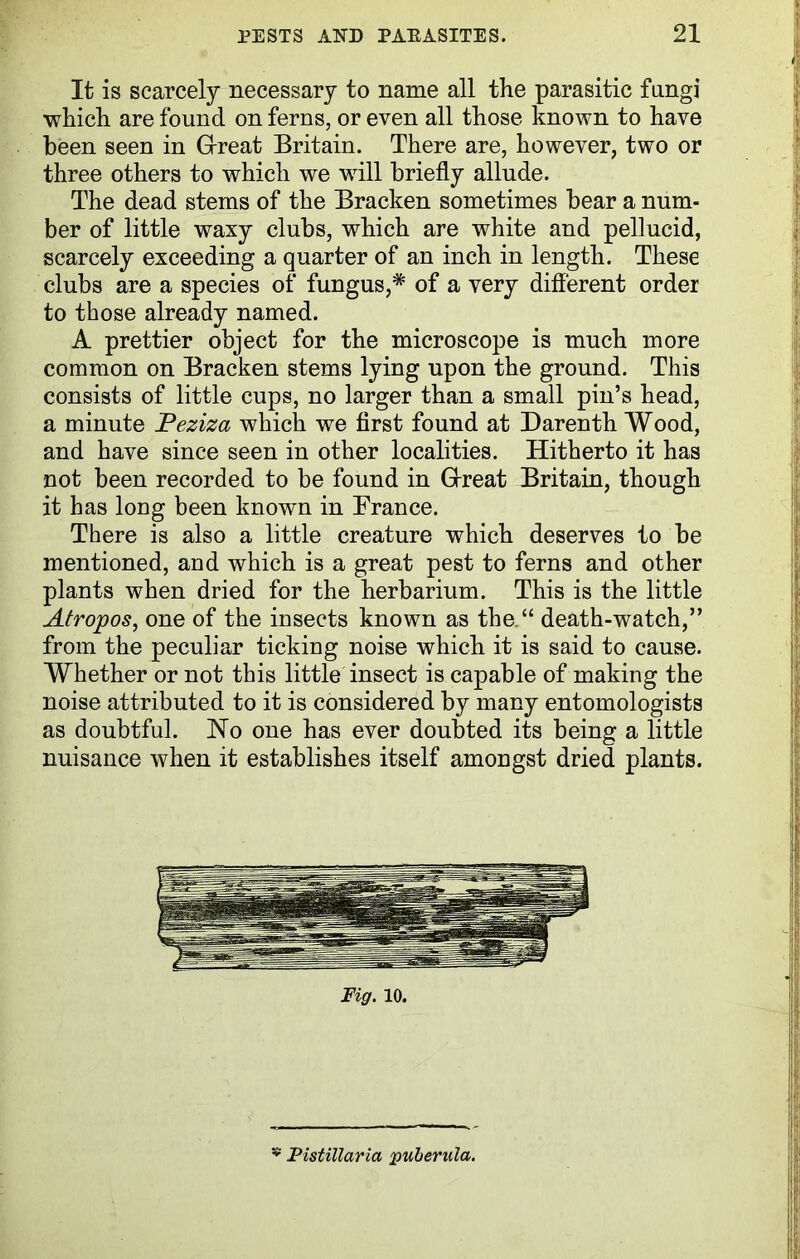 It is scarcely necessary to name all the parasitic fungi which are found on ferns, or even all those known to have been seen in Great Britain. There are, however, two or three others to which we will briefly allude. The dead stems of the Bracken sometimes bear a num- ber of little waxy clubs, which are white and pellucid, scarcely exceeding a quarter of an inch in length. These clubs are a species of fungus,* of a very different order to those already named. A prettier object for the microscope is much more common on Bracken stems lying upon the ground. This consists of little cups, no larger than a small pin’s head, a minute Peziza which we first found at Darenth Wood, and have since seen in other localities. Hitherto it has not been recorded to be found in Great Britain, though it has long been known in Trance. There is also a little creature which deserves to be mentioned, and which is a great pest to ferns and other plants when dried for the herbarium. This is the little Atropos, one of the insects known as the “ death-watch,” from the peculiar ticking noise which it is said to cause. Whether or not this little insect is capable of making the noise attributed to it is considered by many entomologists as doubtful. Ho one has ever doubted its being a little nuisance when it establishes itself amongst dried plants. * Pistillaria puberula.