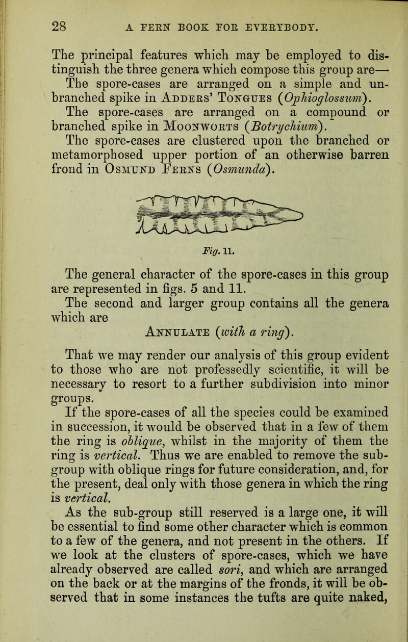 The principal features which may be employed to dis- tinguish the three genera which compose this group are— The spore-cases are arranged on a simple and un- branched spike in Addees’ Tongues (Ophioglossum). The spore-cases are arranged on a compound or branched spike in Moonwoets {Botrycliium). The spore-cases are clustered upon the branched or metamorphosed upper portion of an otherwise barren frond in Osmund Teens (Osmunda). Fig. 11. The general character of the spore-cases in this group are represented in figs. 5 and 11. The second and larger group contains all the genera which are Annulate (with a ring'). That we may render our analysis of this group evident to those who are not professedly scientific, it will be necessary to resort to a further subdivision into minor groups. If the spore-cases of all the species could be examined in succession, it would be observed that in a few of them the ring is olligue, whilst in the majority of them the ring is vertical. Thus we are enabled to remove the sub- group with oblique rings for future consideration, and, for the present, deal only with those genera in which the ring is vertical. As the sub-group still reserved is a large one, it will be essential to find some other character which is common to a few of the genera, and not present in the others. If we look at the clusters of spore-cases, which we have already observed are called sori, and which are arranged on the back or at the margins of the fronds, it will be ob- served that in some instances the tufts are quite naked,