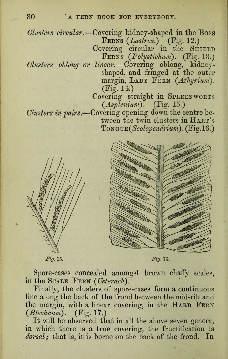 Clusters circular.—Covering kidney-shaped in the Boss Berks (Lastrea.) (Big. 12.) Covering circular in the Shield Berks (JPolystichum). (Big. 13.) Clusters oblong or linear.—Covering oblong, kidney- shaped, and fringed at the outer margin, Lady Berk (Athyriiiiii). (Big. 14.) Covering straight in Spleekworts (Asplenium). (Big. 15.) Clusters in 'pairs.—Covering opening down the centre be- tween the twin clusters in Hart’s TonGrTJE(Scolopendriuni). (Big. 16.) Spore-cases concealed amongst brown chaffy scales, in the Scale Berk (Ceterach). Binally, the clusters of spore-cases form a continuous line along the back of the frond between the mid-rib and the margin, with a linear covering, in the Hard Berk (Blechnum). (Big. 17.) It will be observed that in- all the above seven genera, in which there is a true covering, the fructification is dorsal; that is, it is borne on the back of the frond. In